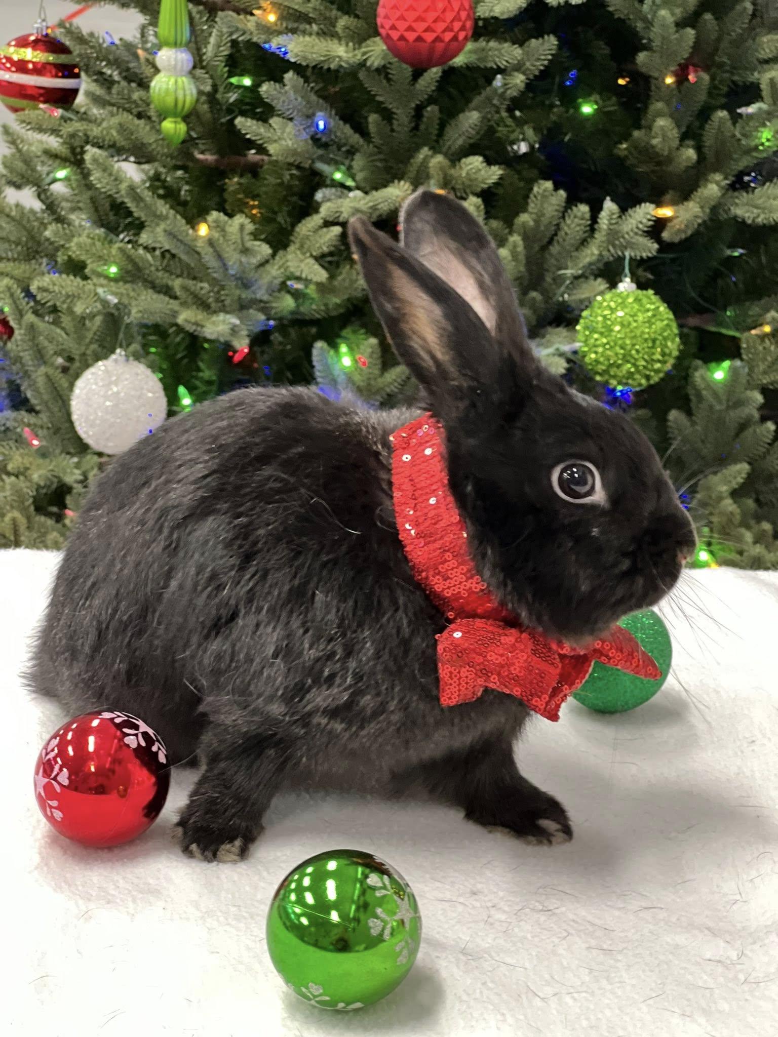 Enlarge Gomez, a Adoptable Satin in San Antonio, TX image 3/6