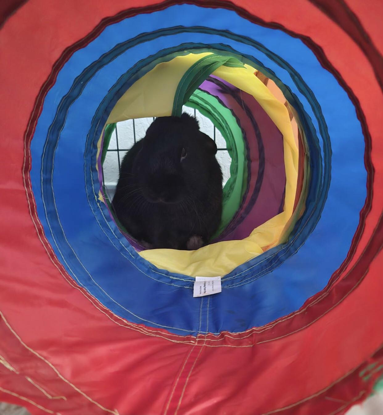 Gomez, a Adoptable Satin in San Antonio, TX image 2/6