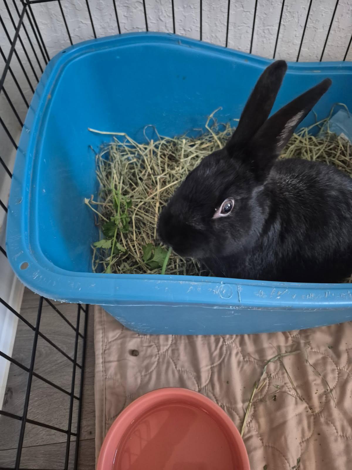 Gomez, a Adoptable Satin in San Antonio, TX image 5/6