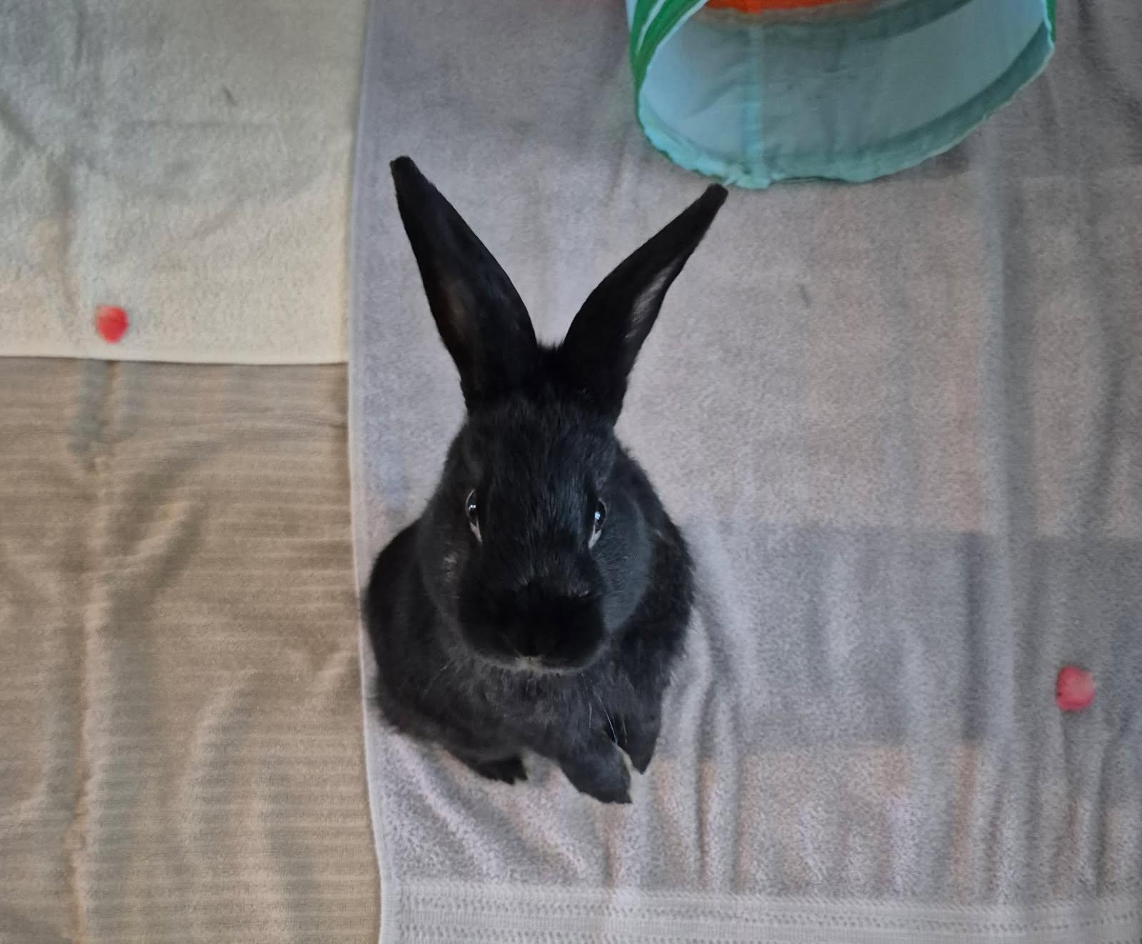 Gomez, a Adoptable Satin in San Antonio, TX image 3/6