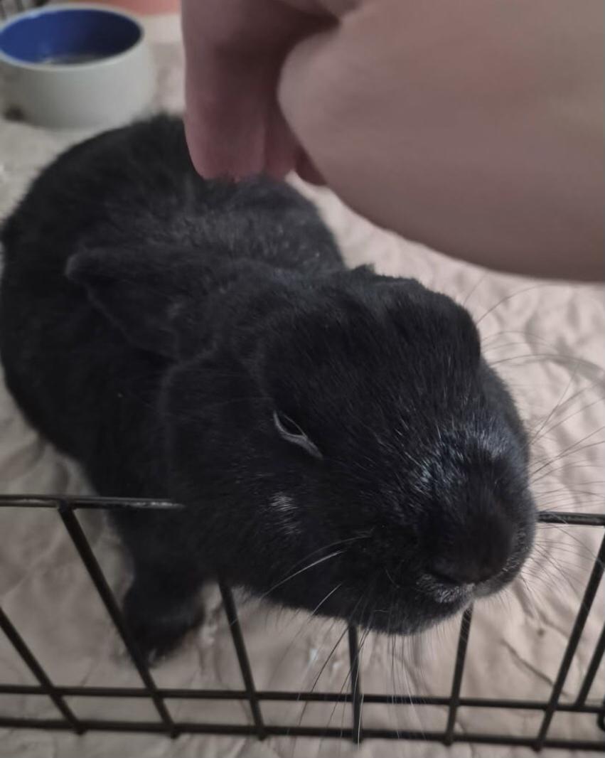 Gomez, a Adoptable Satin in San Antonio, TX image 6/6