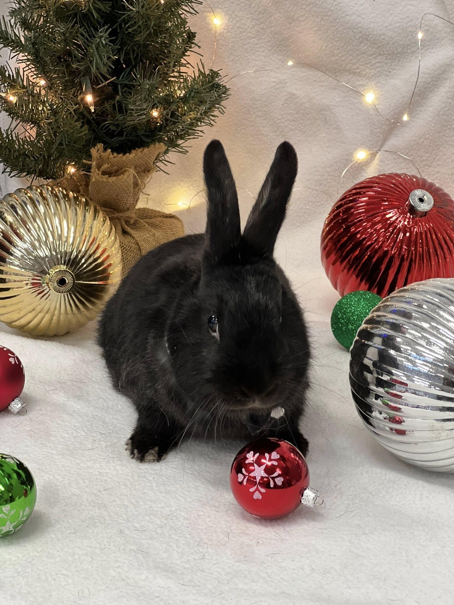 Enlarge Gomez, a Adoptable Satin in San Antonio, TX image 2/6