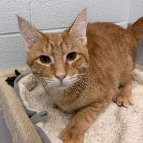 Enlarge Brioche, a Adoptable Domestic Short Hair in Marshall, VA image 1/6