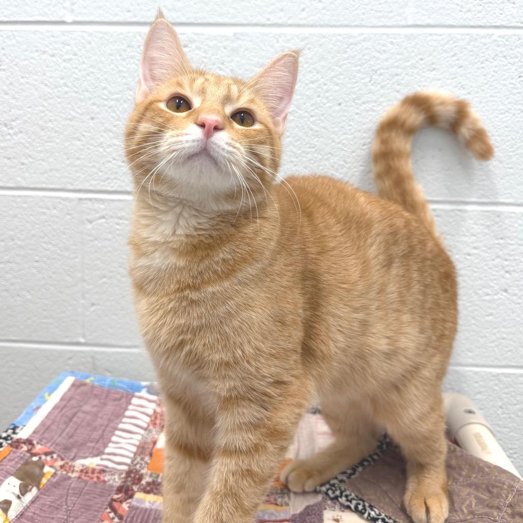 Enlarge Brioche, a Adoptable Domestic Short Hair in Marshall, VA image 2/6