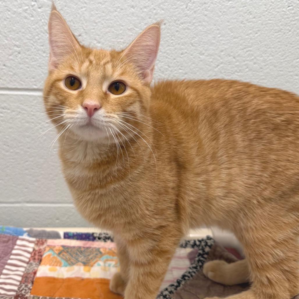 Enlarge Brioche, a Adoptable Domestic Short Hair in Marshall, VA image 3/6