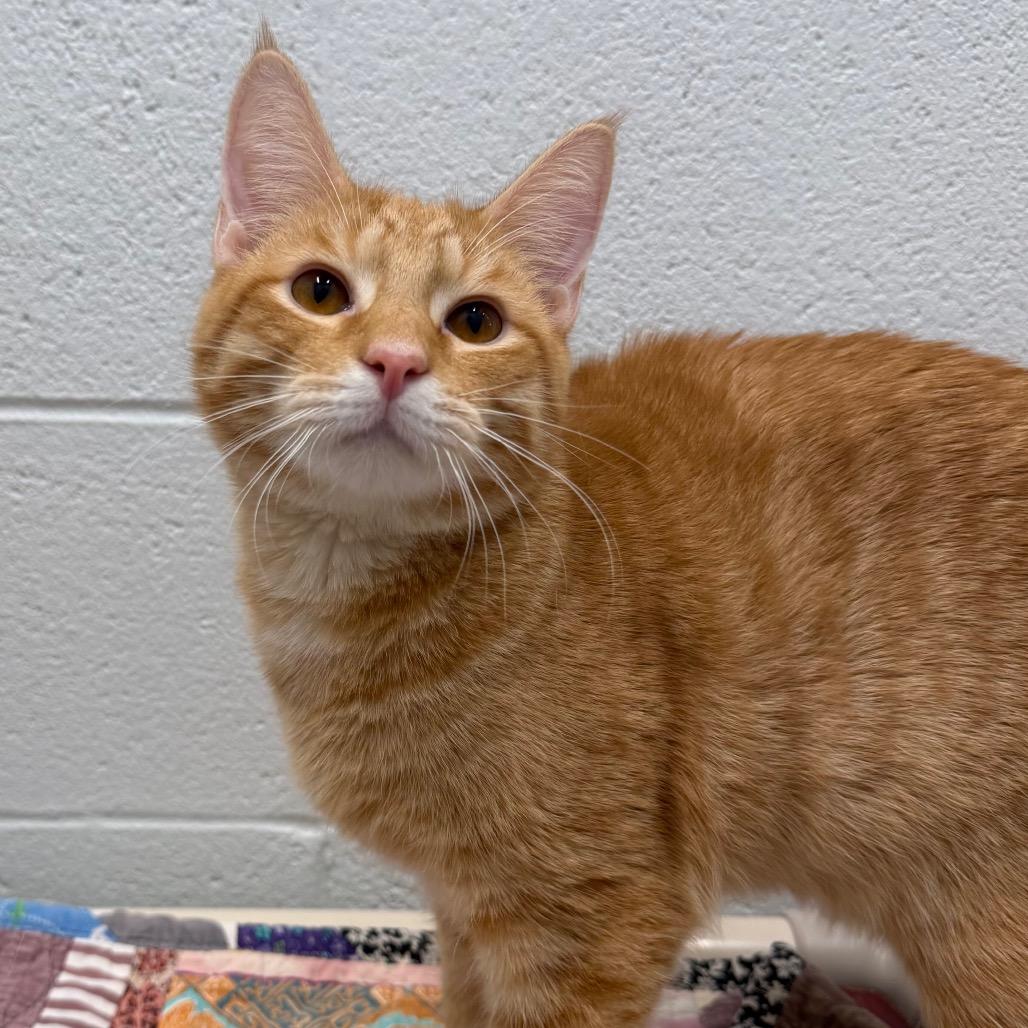 Enlarge Brioche, a Adoptable Domestic Short Hair in Marshall, VA image 4/6