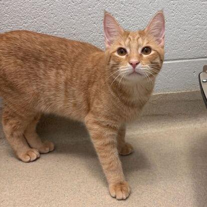 Enlarge Brioche, a Adoptable Domestic Short Hair in Marshall, VA image 5/6