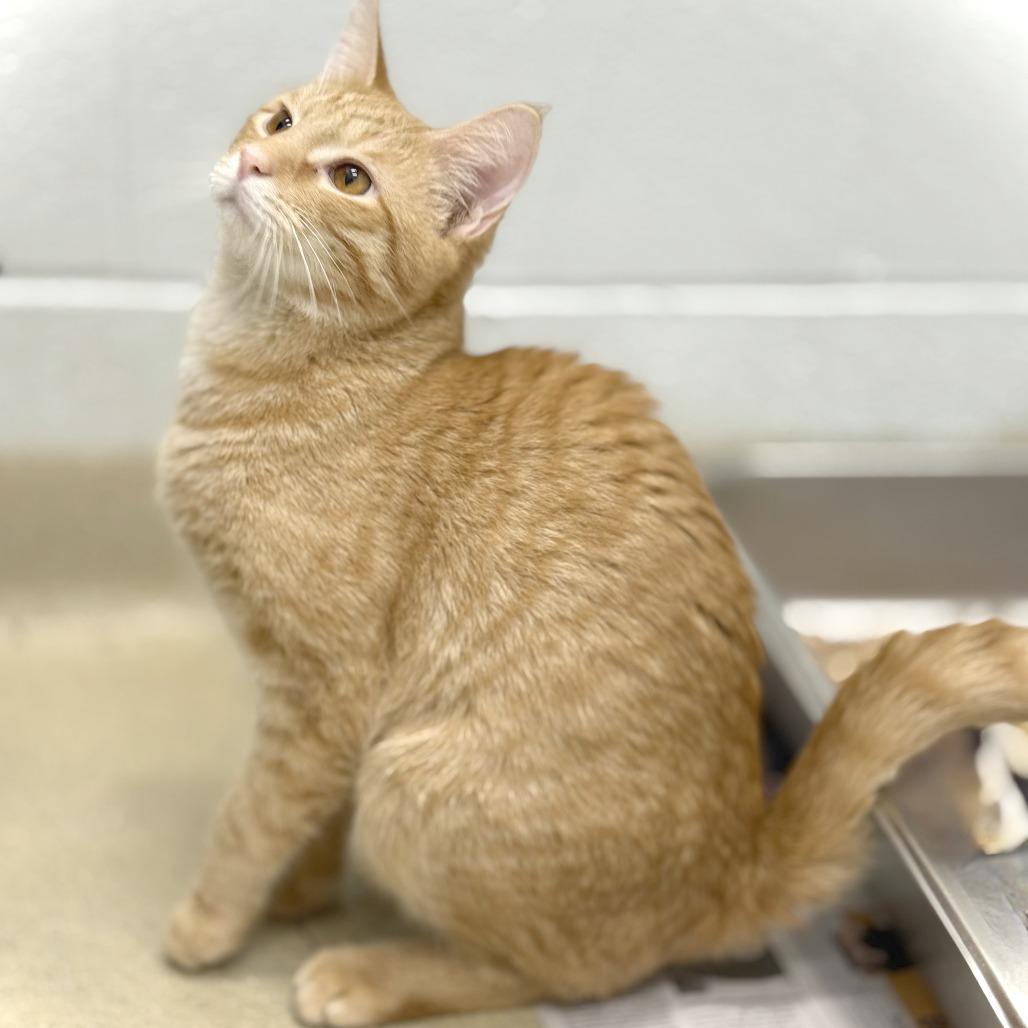 Enlarge Brioche, a Adoptable Domestic Short Hair in Marshall, VA image 6/6