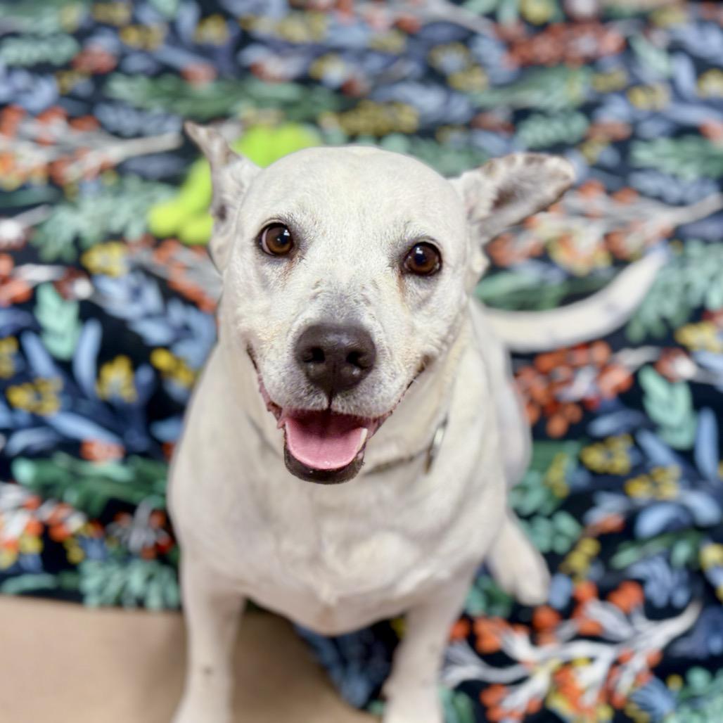 Enlarge ONYX, a Adoptable mixed breed in Kyle, TX image 2/6