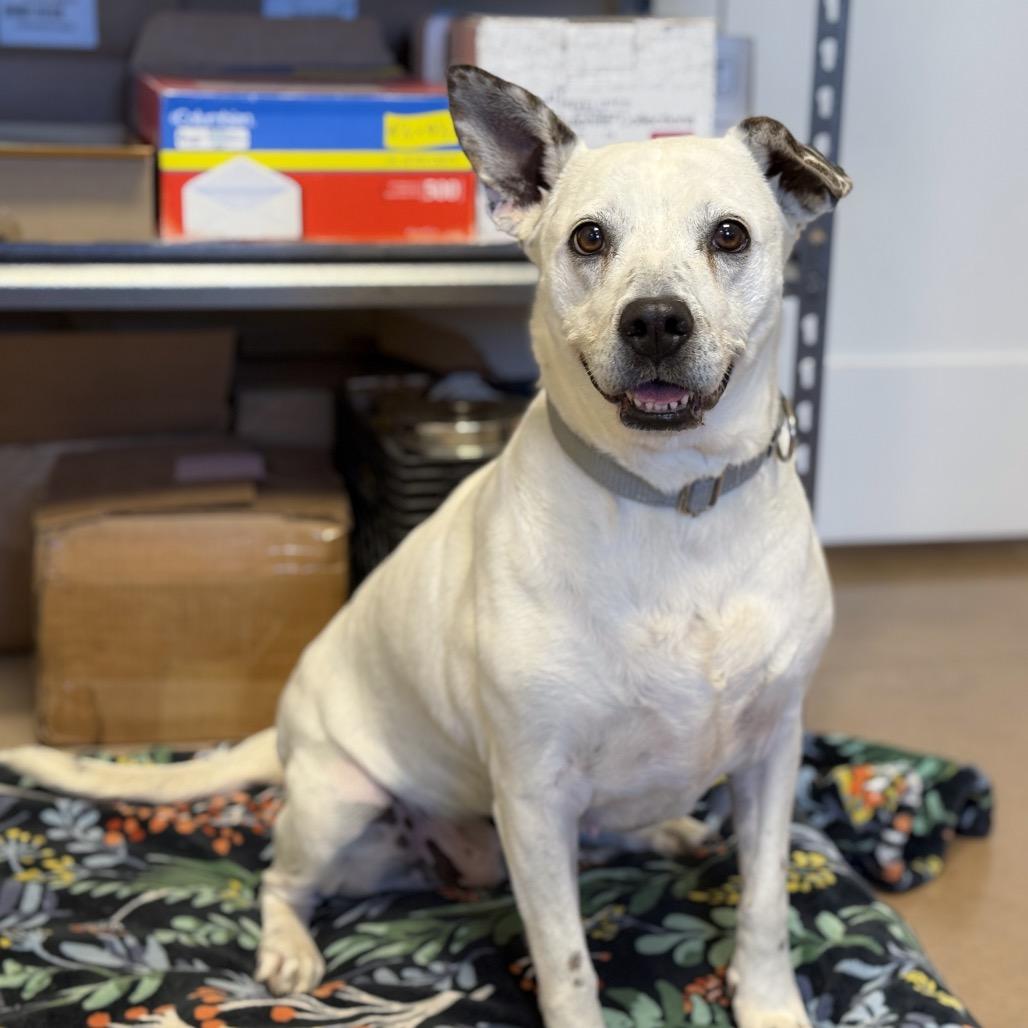 Enlarge ONYX, a Adoptable mixed breed in Kyle, TX image 4/6