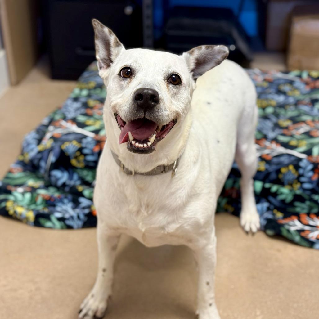 Enlarge ONYX, a Adoptable mixed breed in Kyle, TX image 6/6