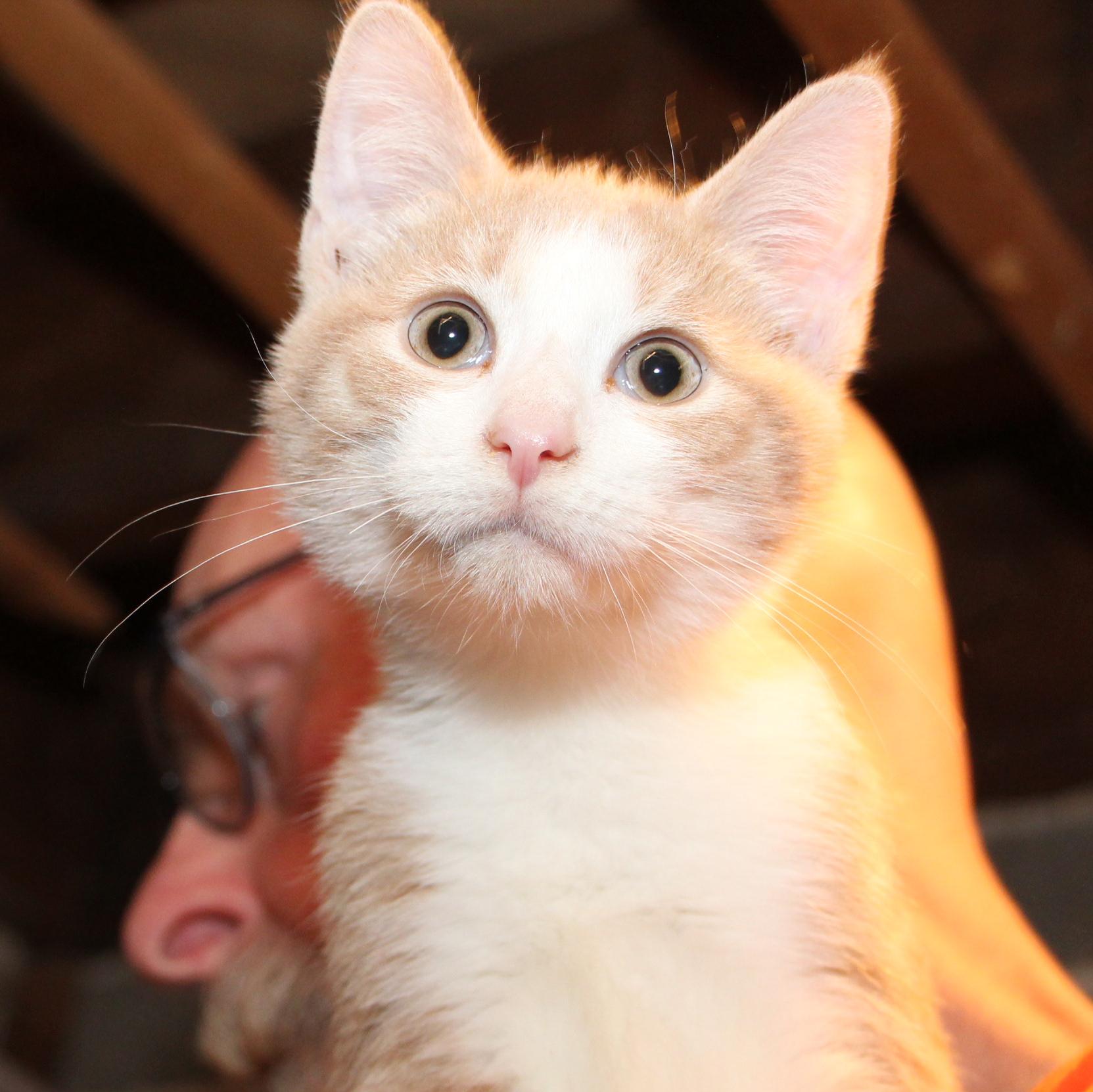 Enlarge Sheriff Andy Taylor, a Adoptable mixed breed in Harrisburg, PA image 3/5