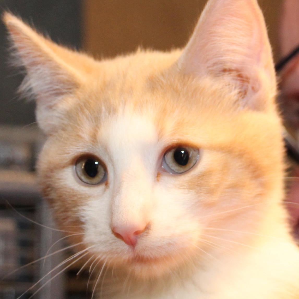 Enlarge Sheriff Andy Taylor, a Adoptable mixed breed in Harrisburg, PA image 1/5