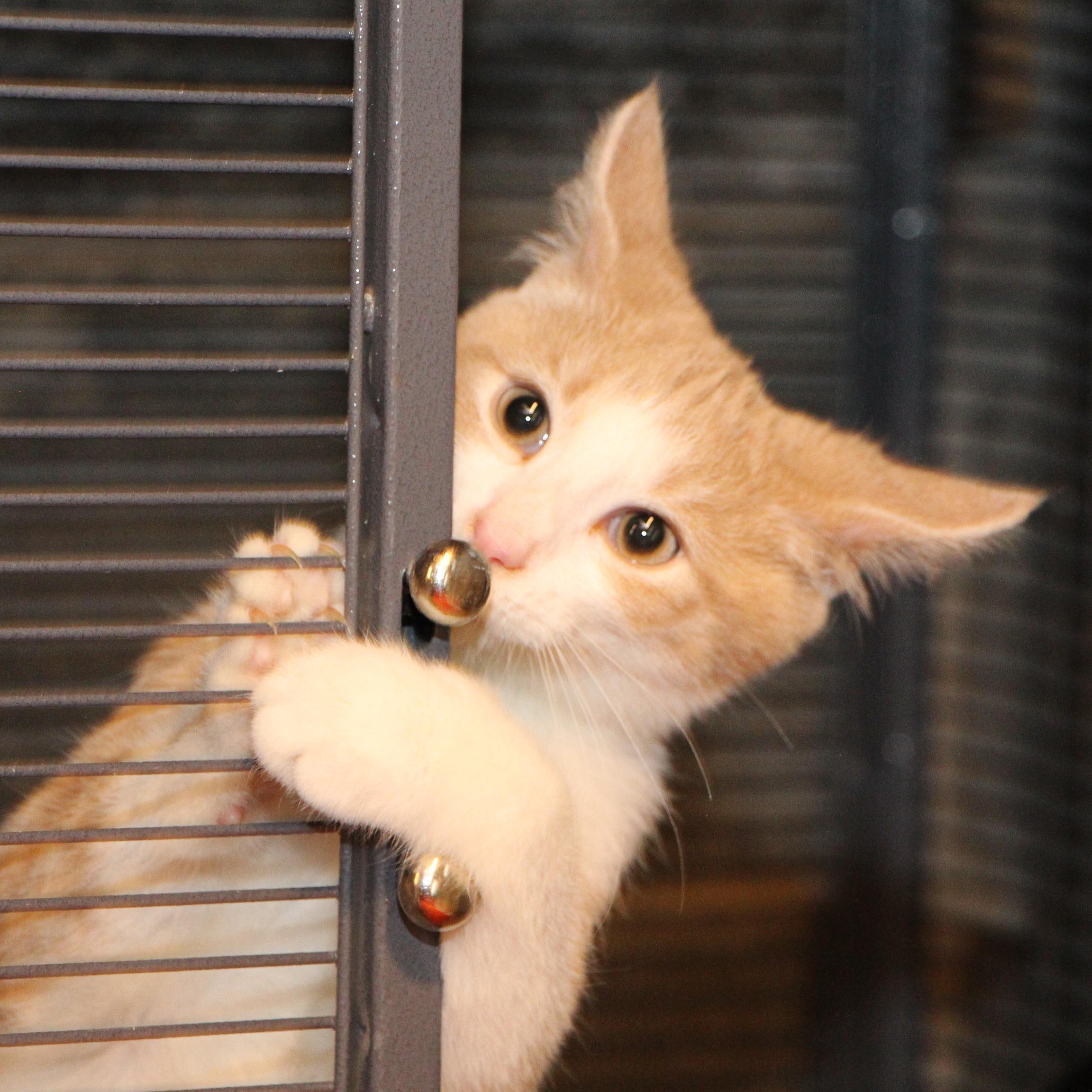 Enlarge Sheriff Andy Taylor, a Adoptable mixed breed in Harrisburg, PA image 4/5