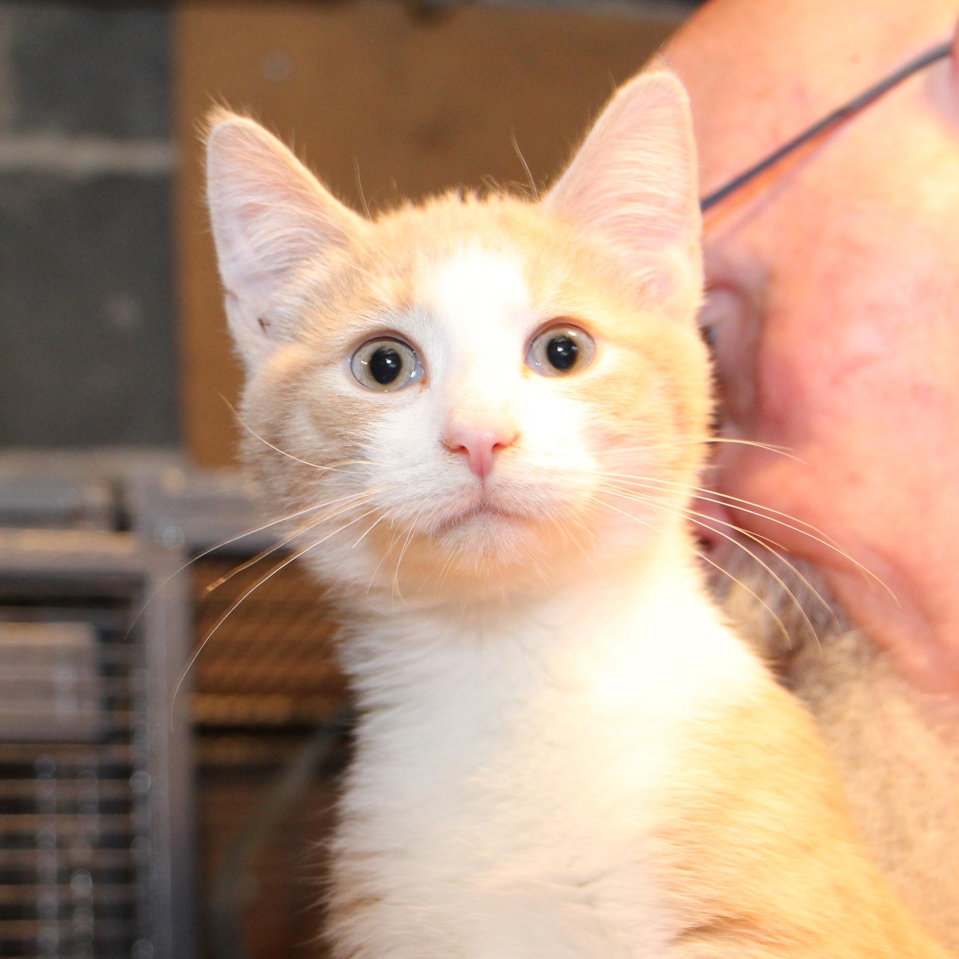 Enlarge Sheriff Andy Taylor, a Adoptable mixed breed in Harrisburg, PA image 2/5