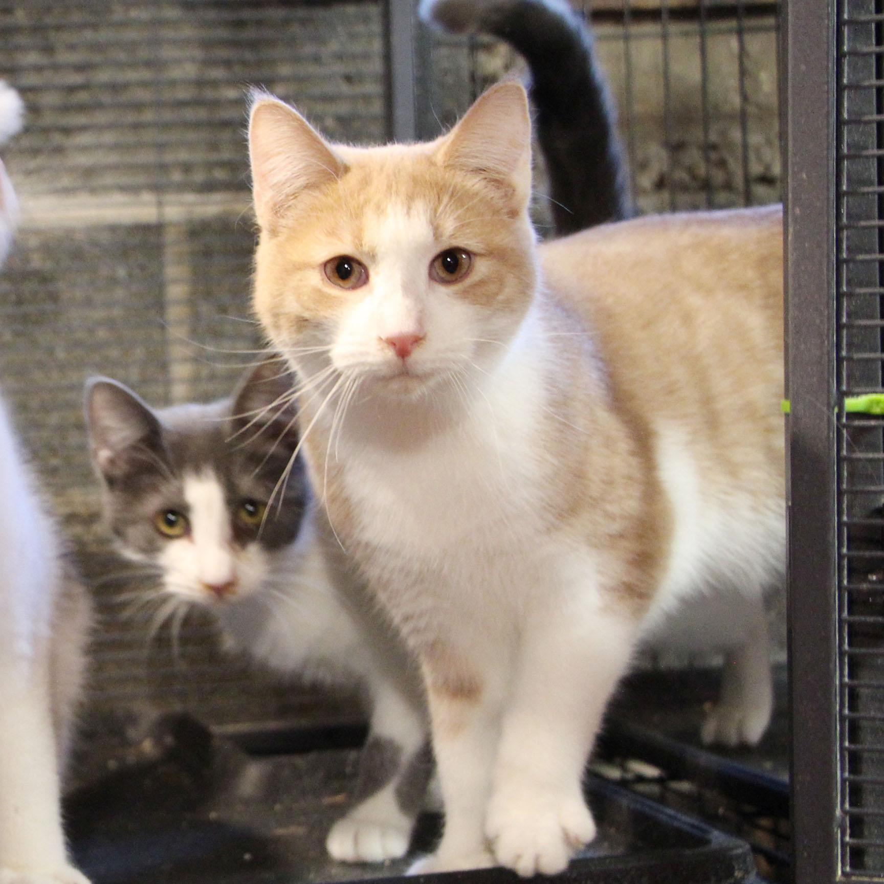 Enlarge Sheriff Andy Taylor, a Adoptable mixed breed in Harrisburg, PA image 5/5