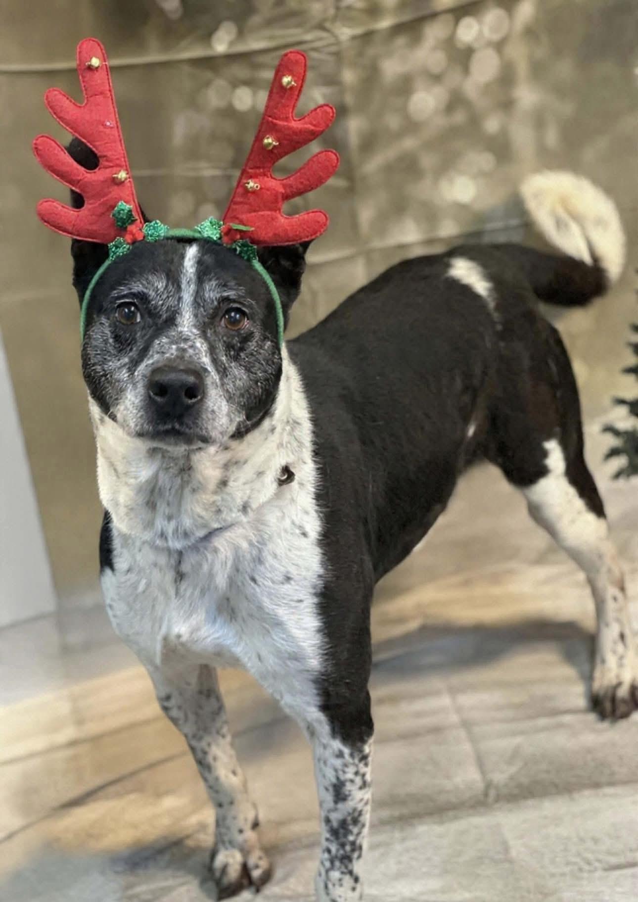 Snoopy, ADOPTABLE, Adult Male Mixed Breed.