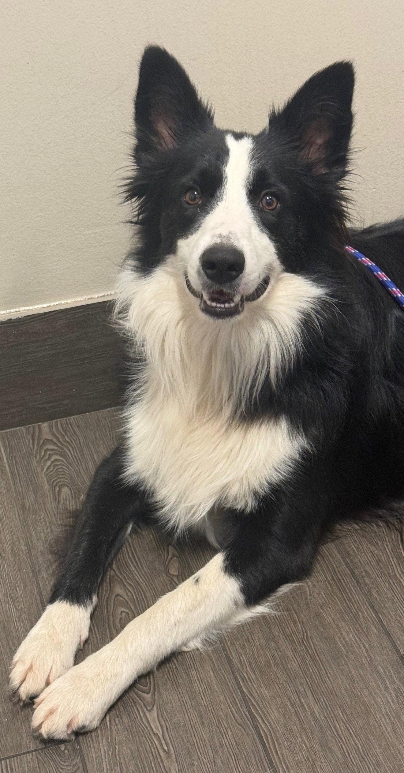 Enlarge Dash, a Adoptable Border Collie in Valrico, FL image 1/3