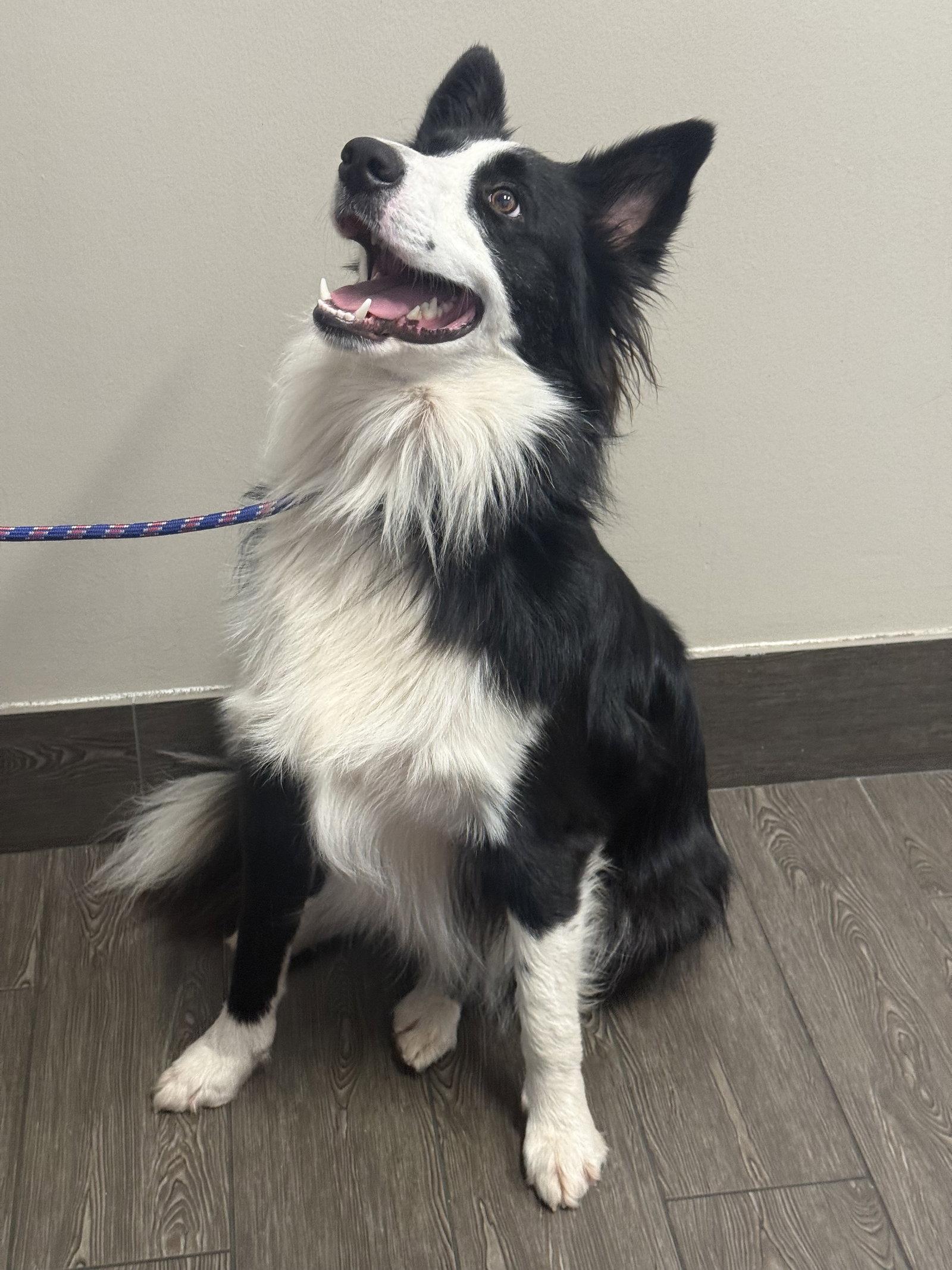 Enlarge Dash, a Adoptable Border Collie in Valrico, FL image 2/3