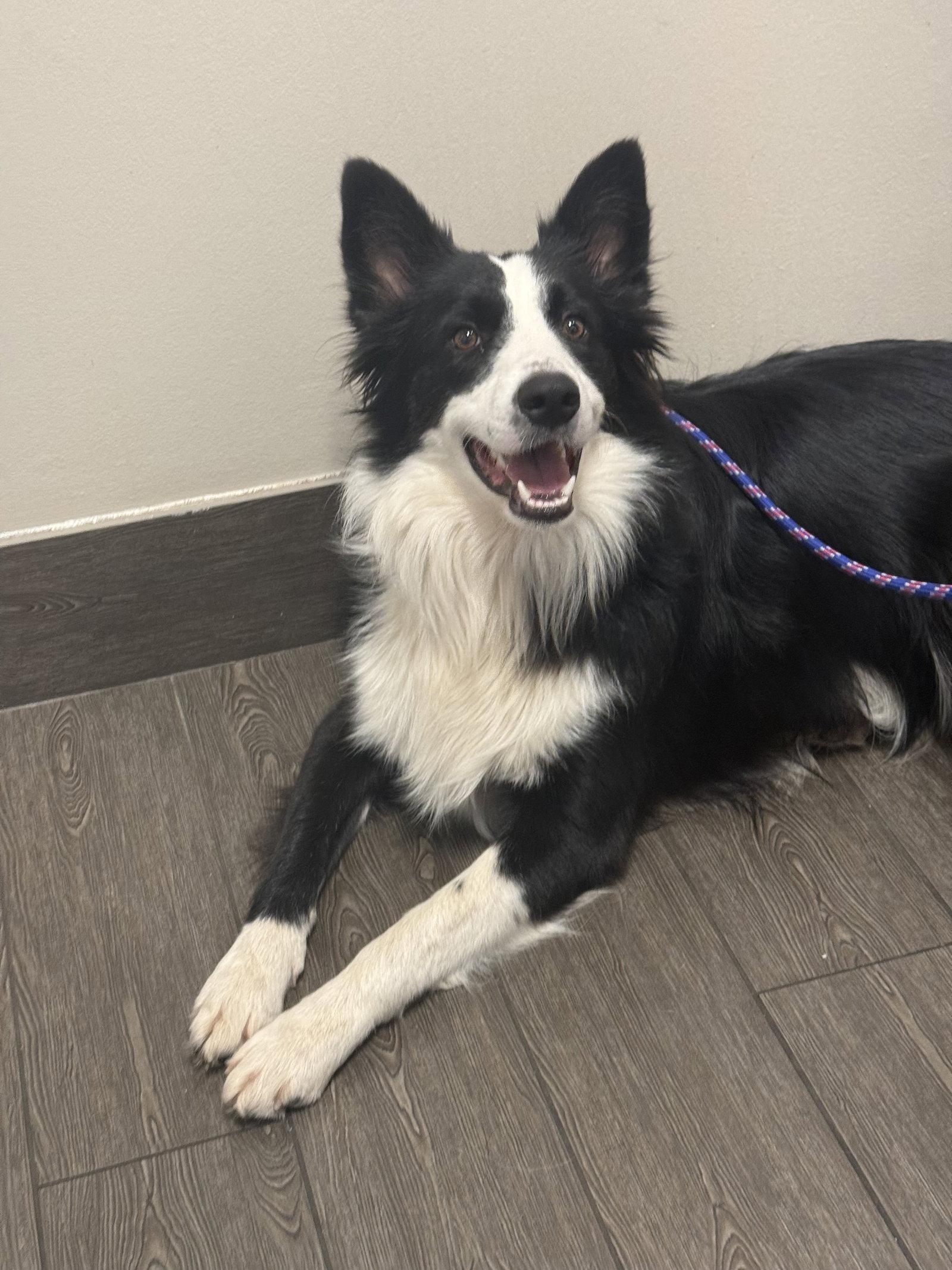 Enlarge Dash, a Adoptable Border Collie in Valrico, FL image 3/3