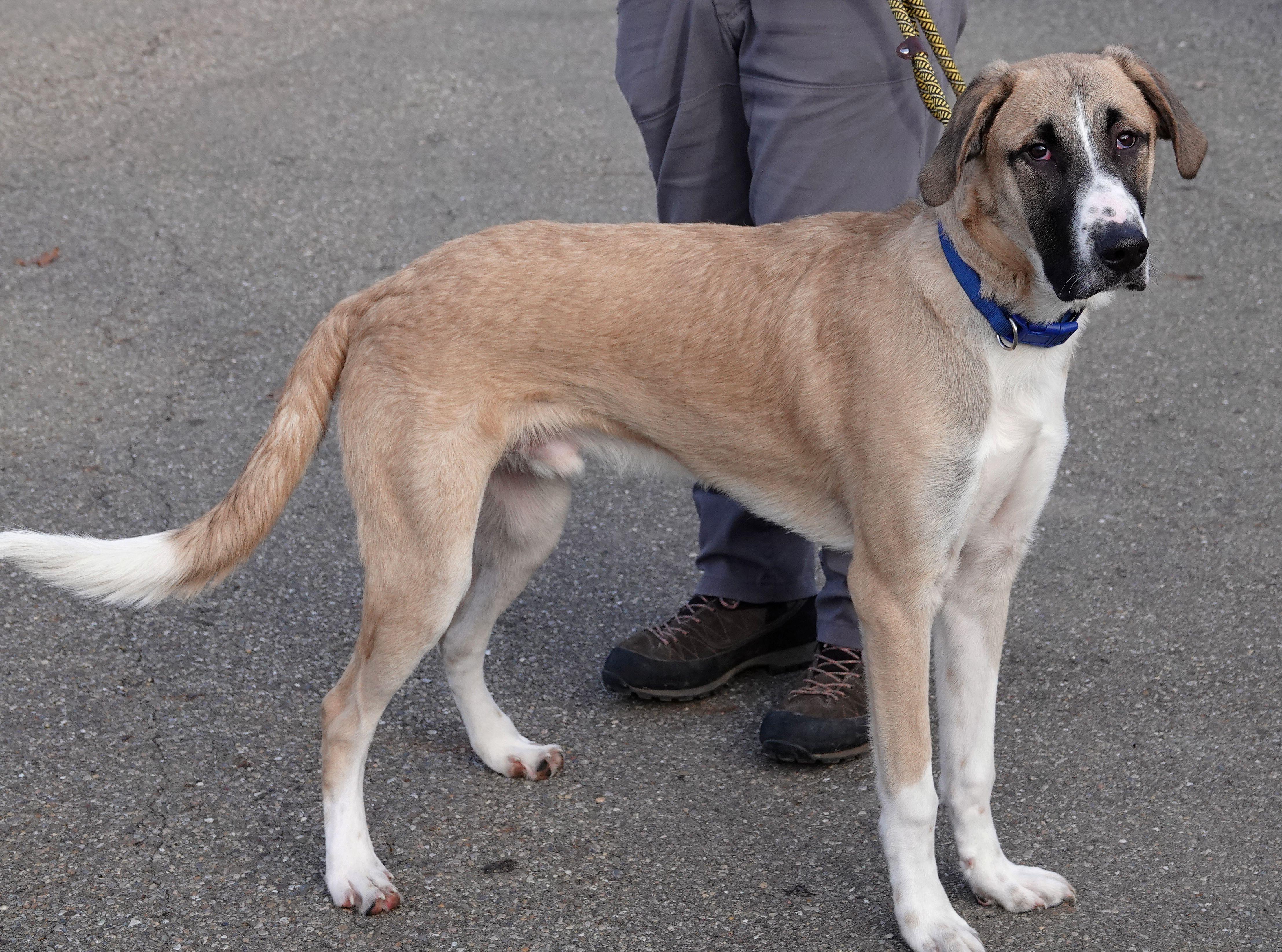 Turkey, Adoptable, Young Male Anatolian Shepherd.