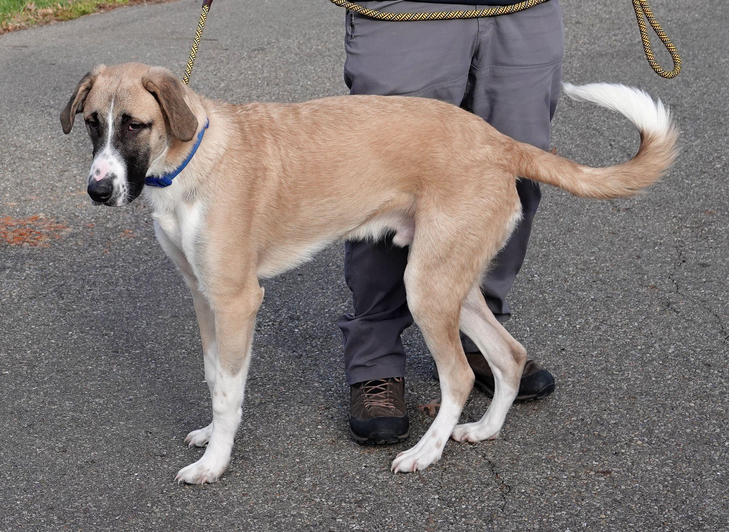 Enlarge Turkey, a Adoptable mixed breed in Millfield, OH image 2/4