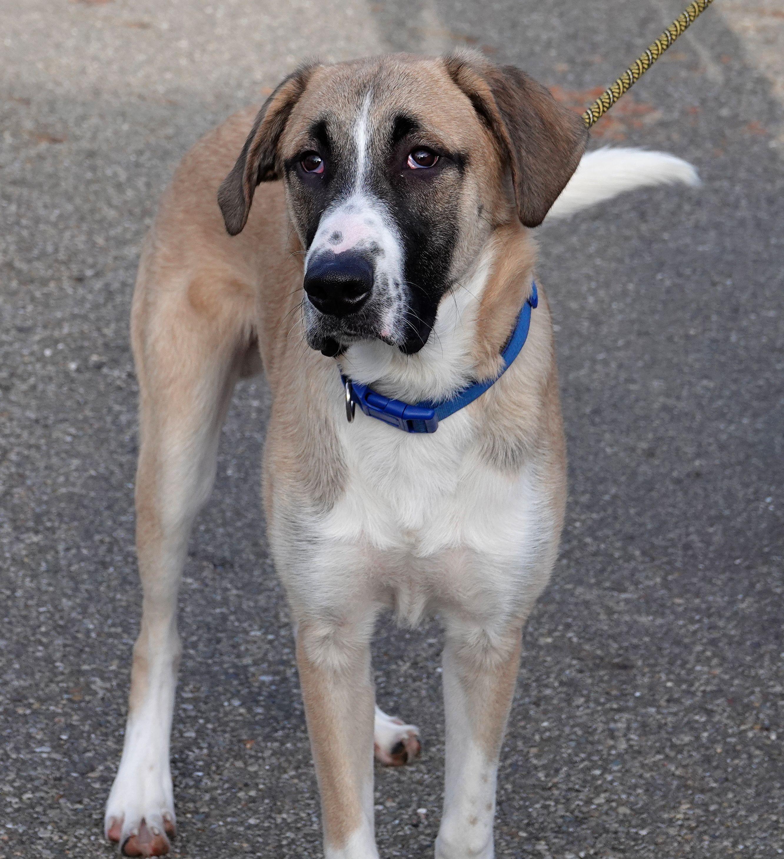 Enlarge Turkey, a Adoptable mixed breed in Millfield, OH image 3/4