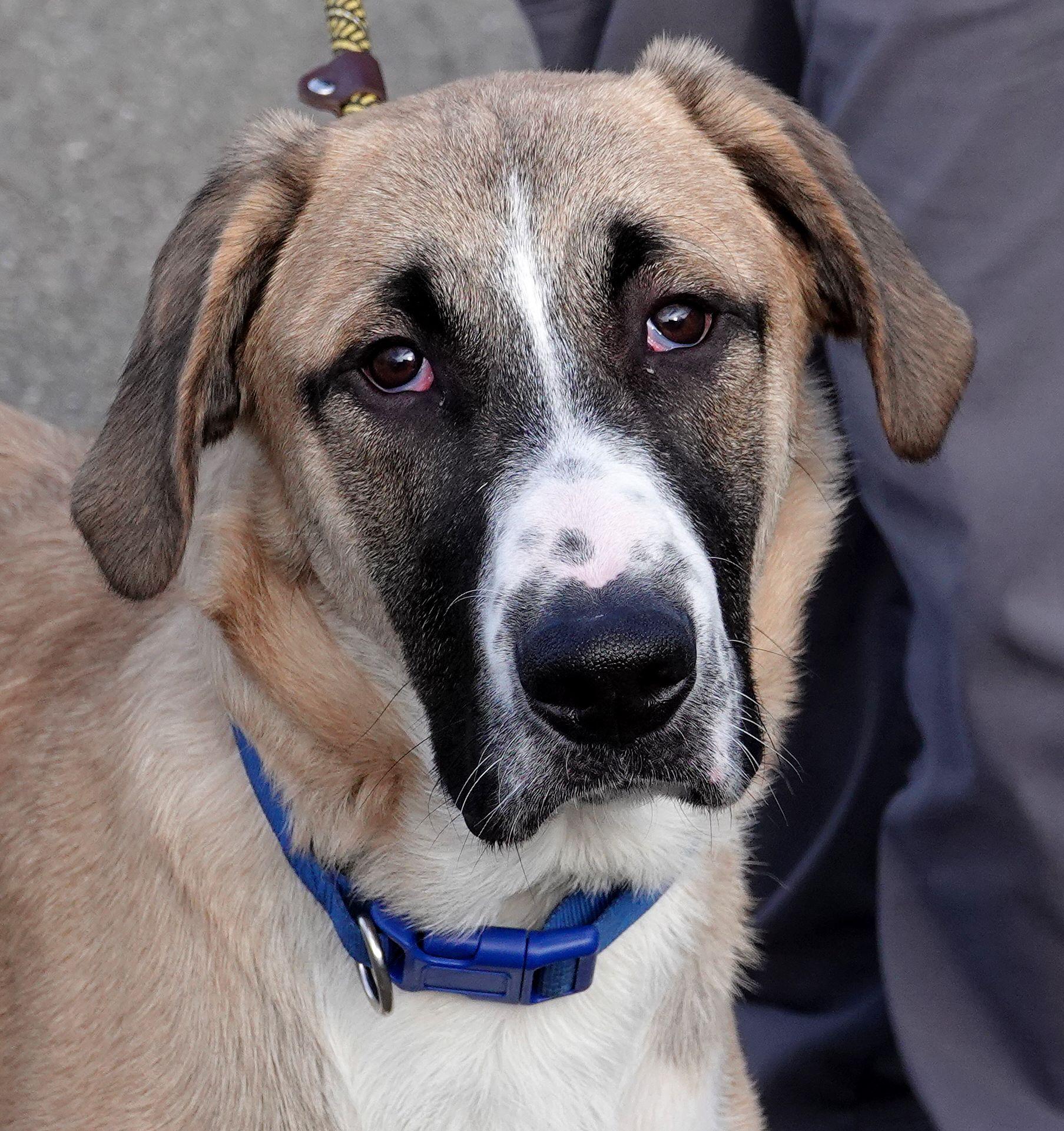 Turkey, Adoptable, Young Male Anatolian Shepherd.