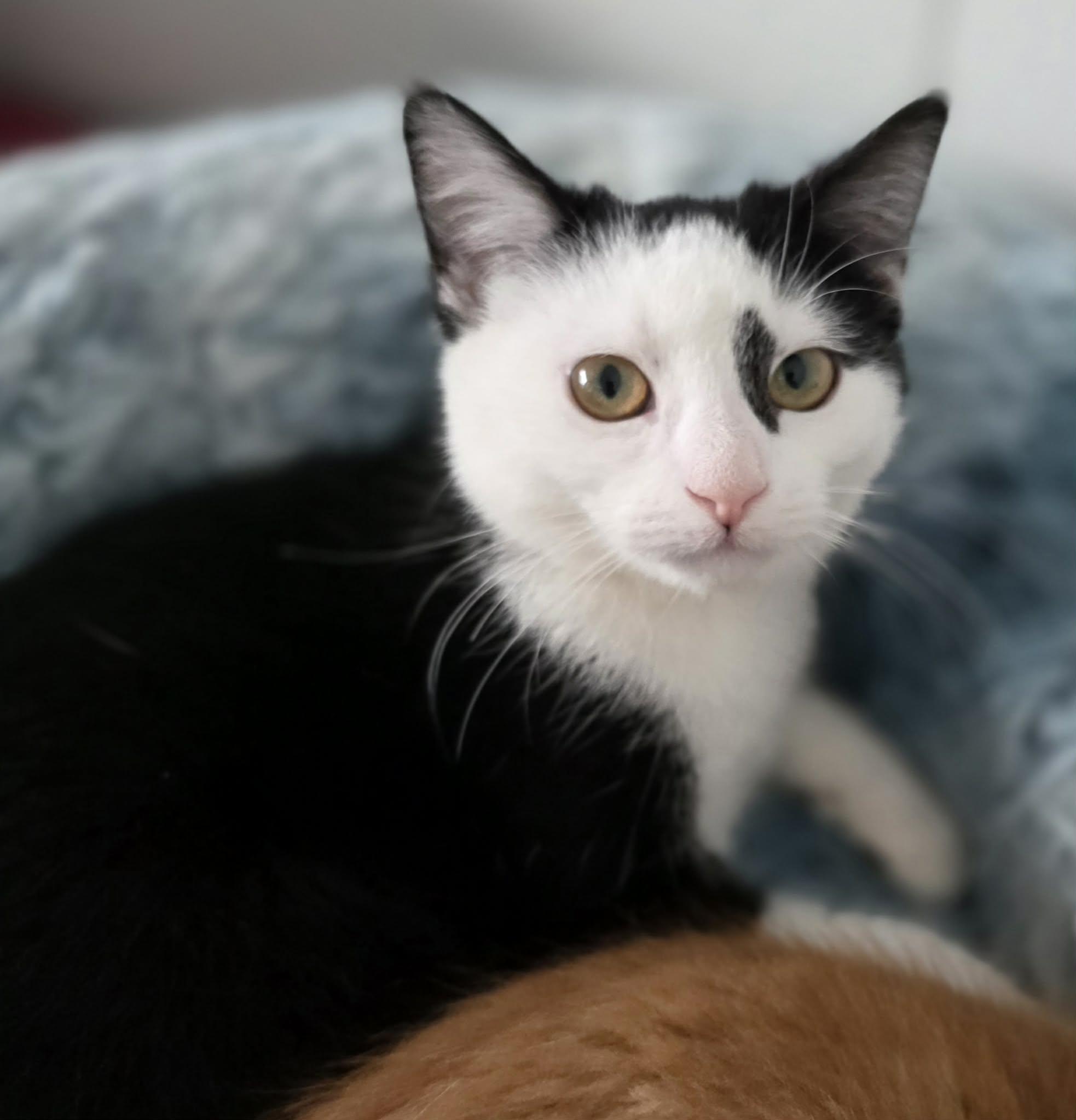 Pistache, Adoptable, Kitten Female Domestic Short Hair.