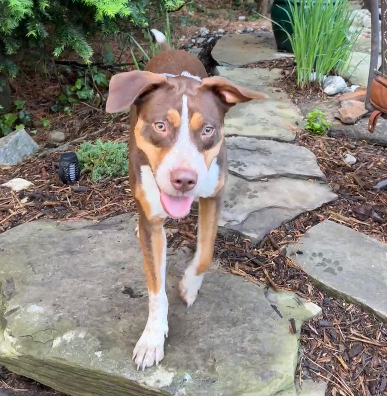Enlarge Molly, a Adoptable mixed breed in Toms River, NJ image 6/6