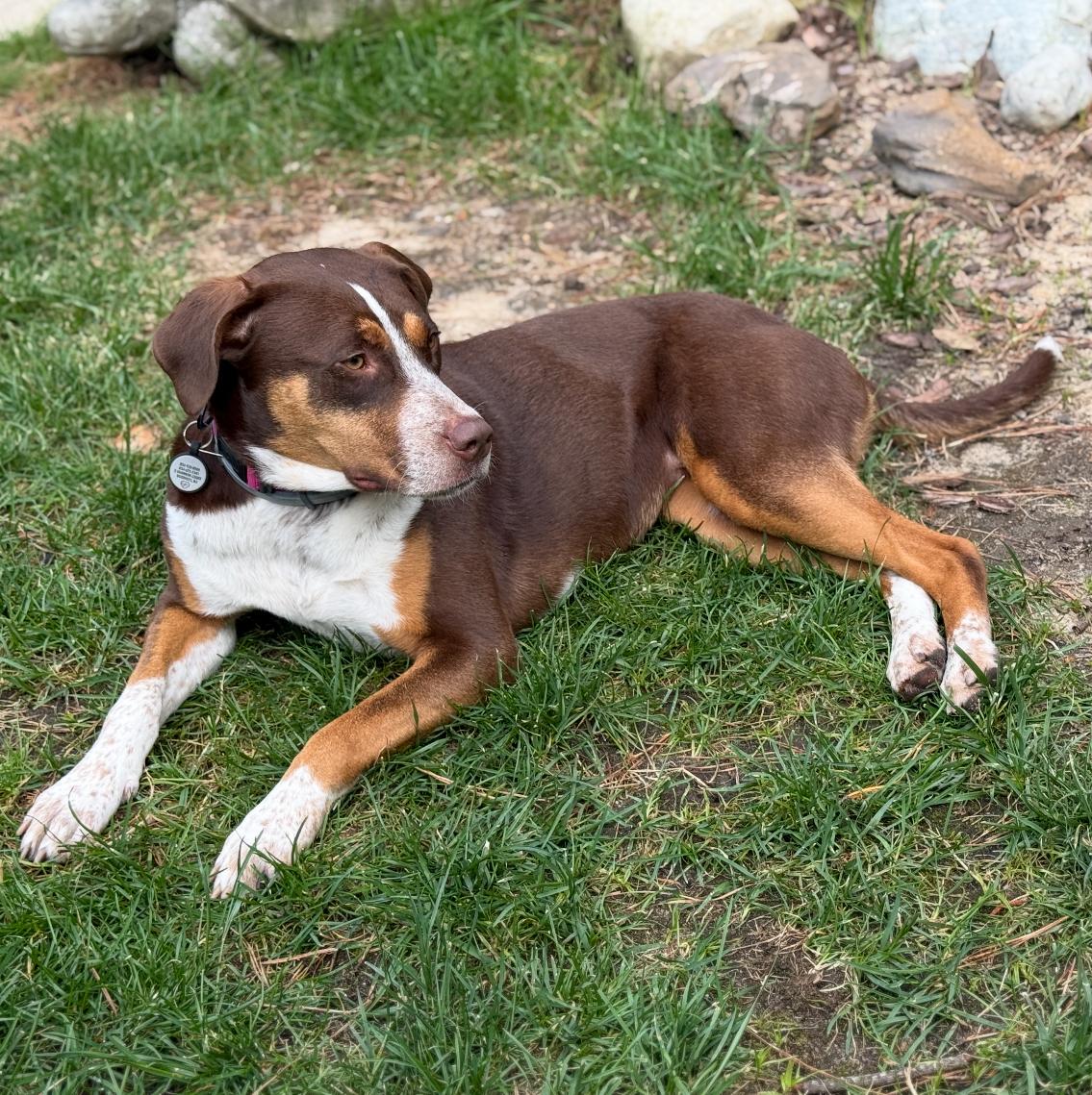 Enlarge Molly, a Adoptable mixed breed in Toms River, NJ image 5/6