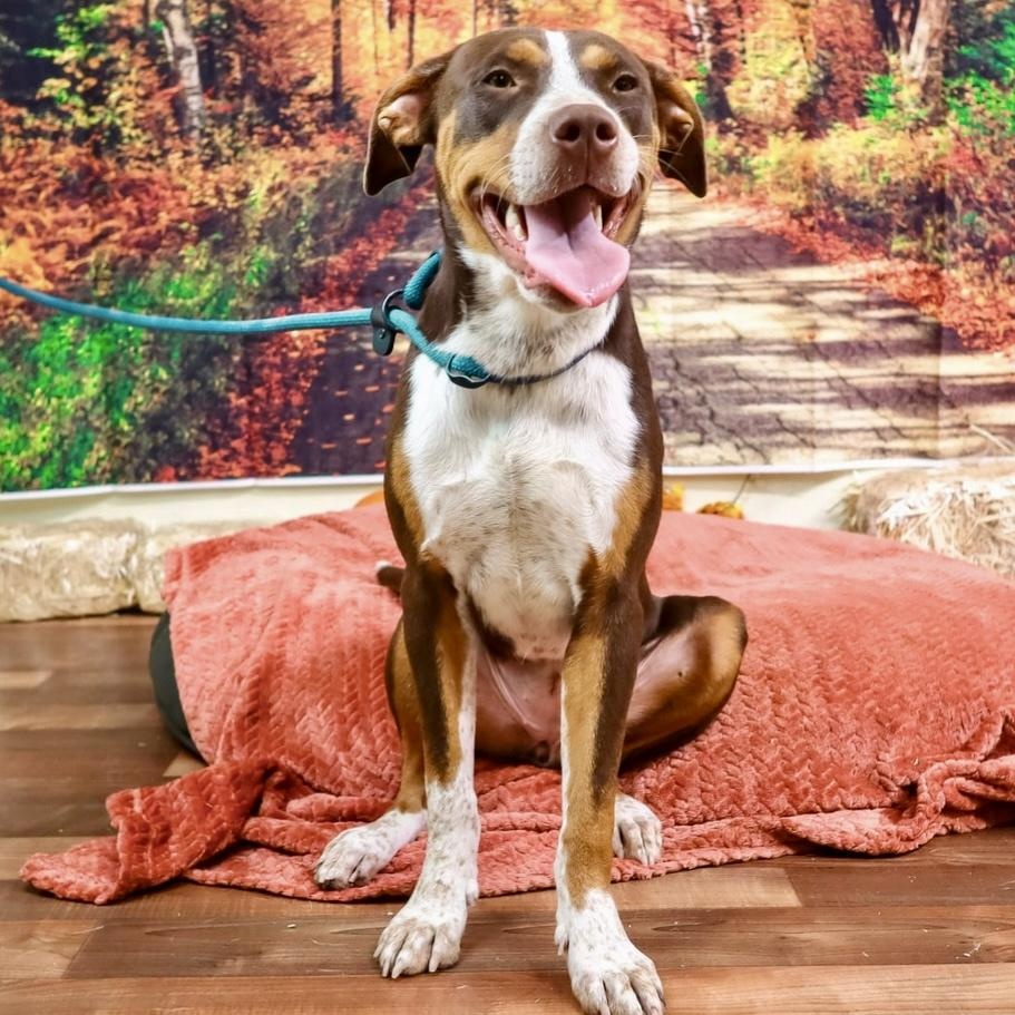 Enlarge Molly, a Adoptable mixed breed in Toms River, NJ image 3/6