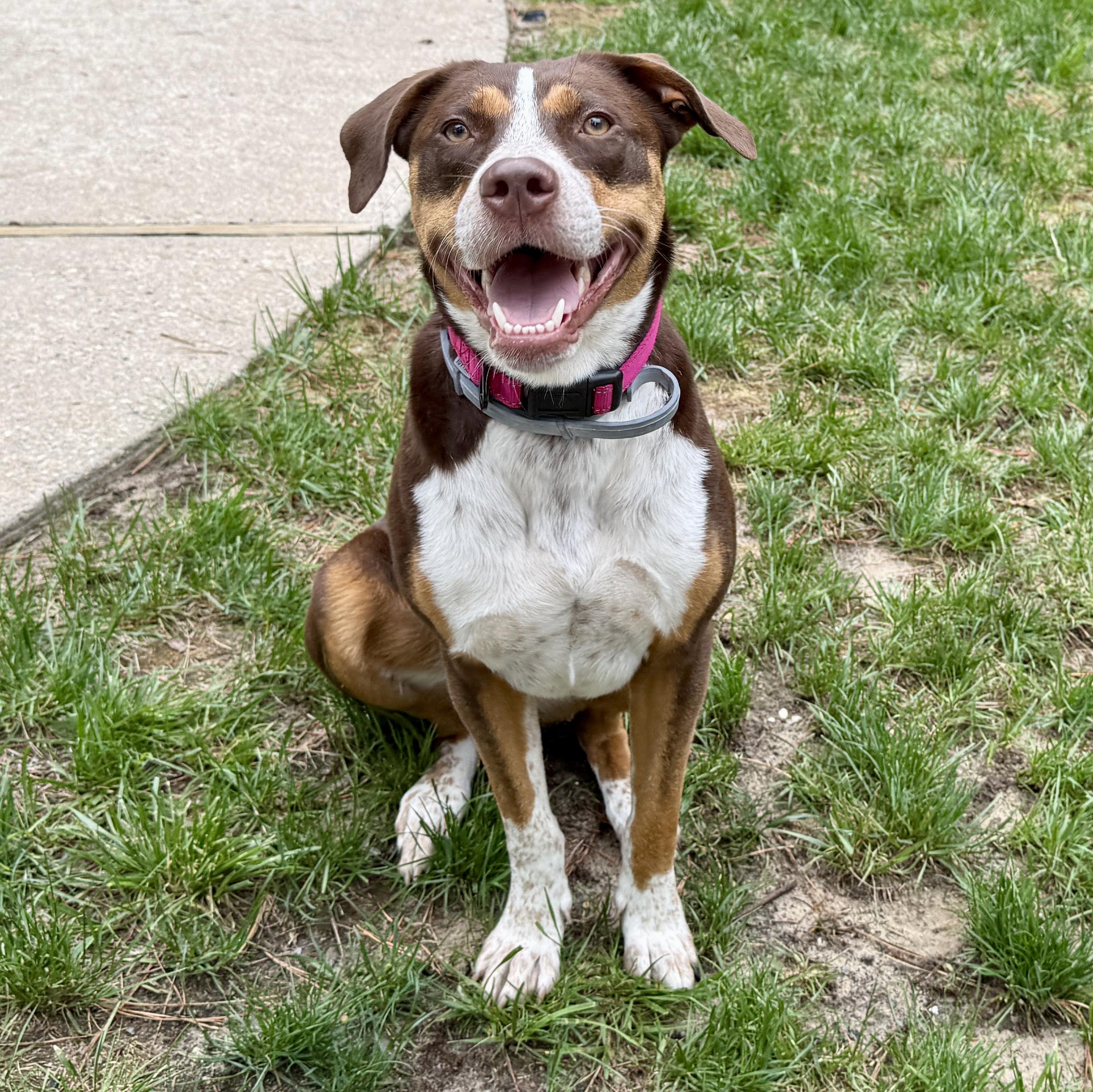 Molly, Young Female Pit Bull Terrier