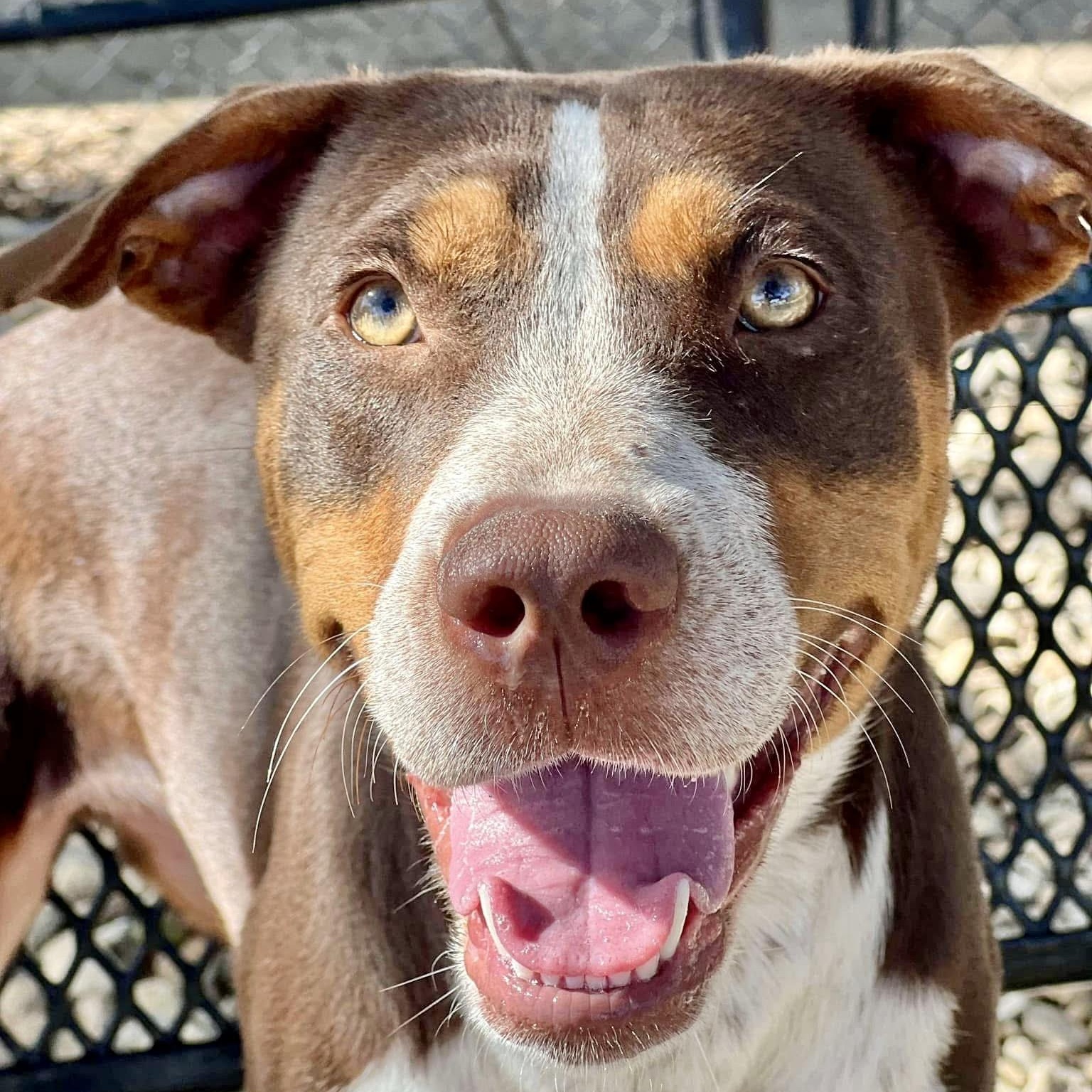 Enlarge Molly, a Adoptable mixed breed in Toms River, NJ image 2/6