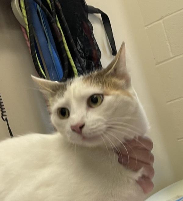 Enlarge Serene, a Adoptable mixed breed in El Cajon, CA image 1/1