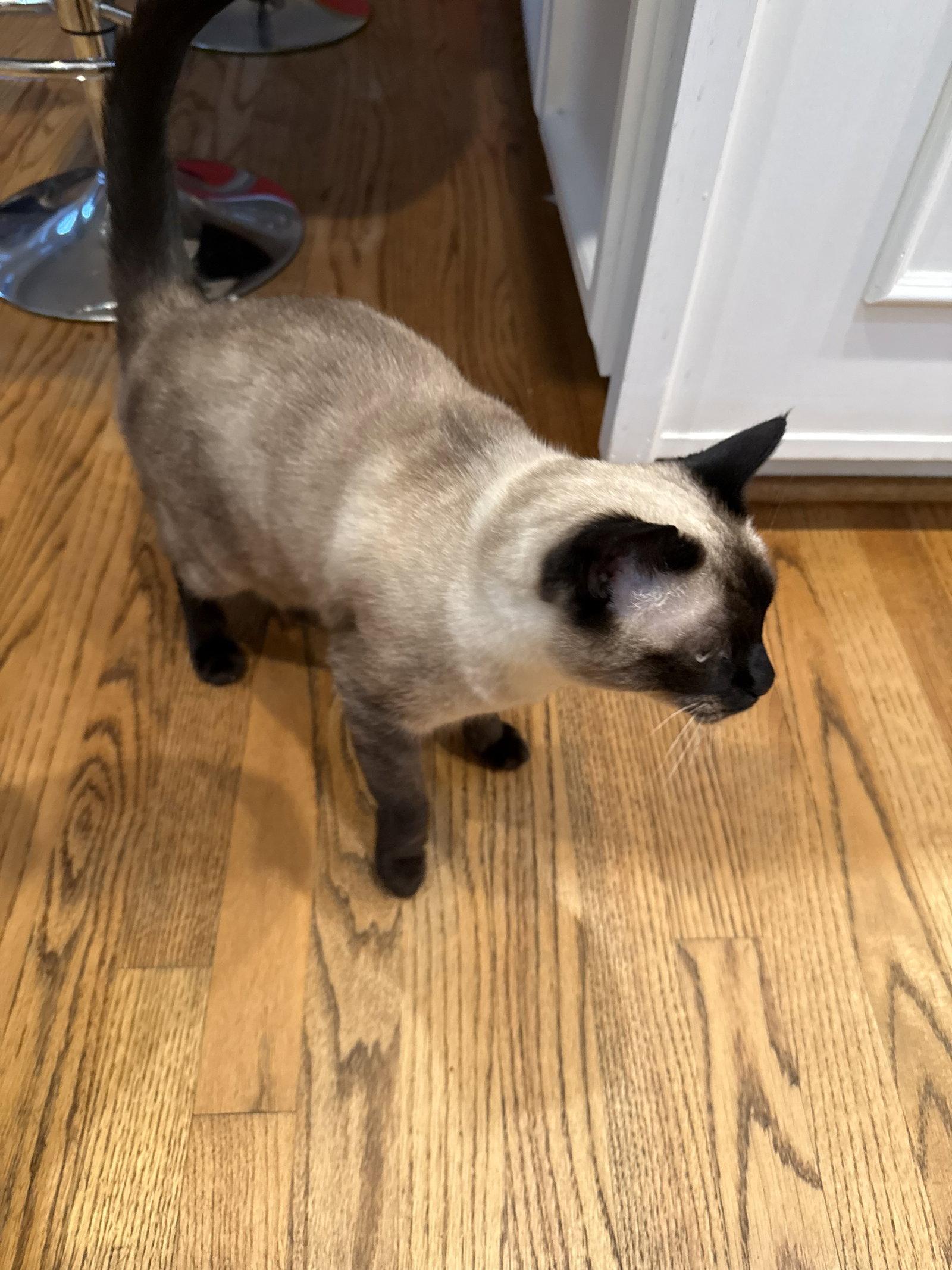BRUCE #1960 - Offered by Owner - Siamese Mix, Adopted, Adult Male Siamese.