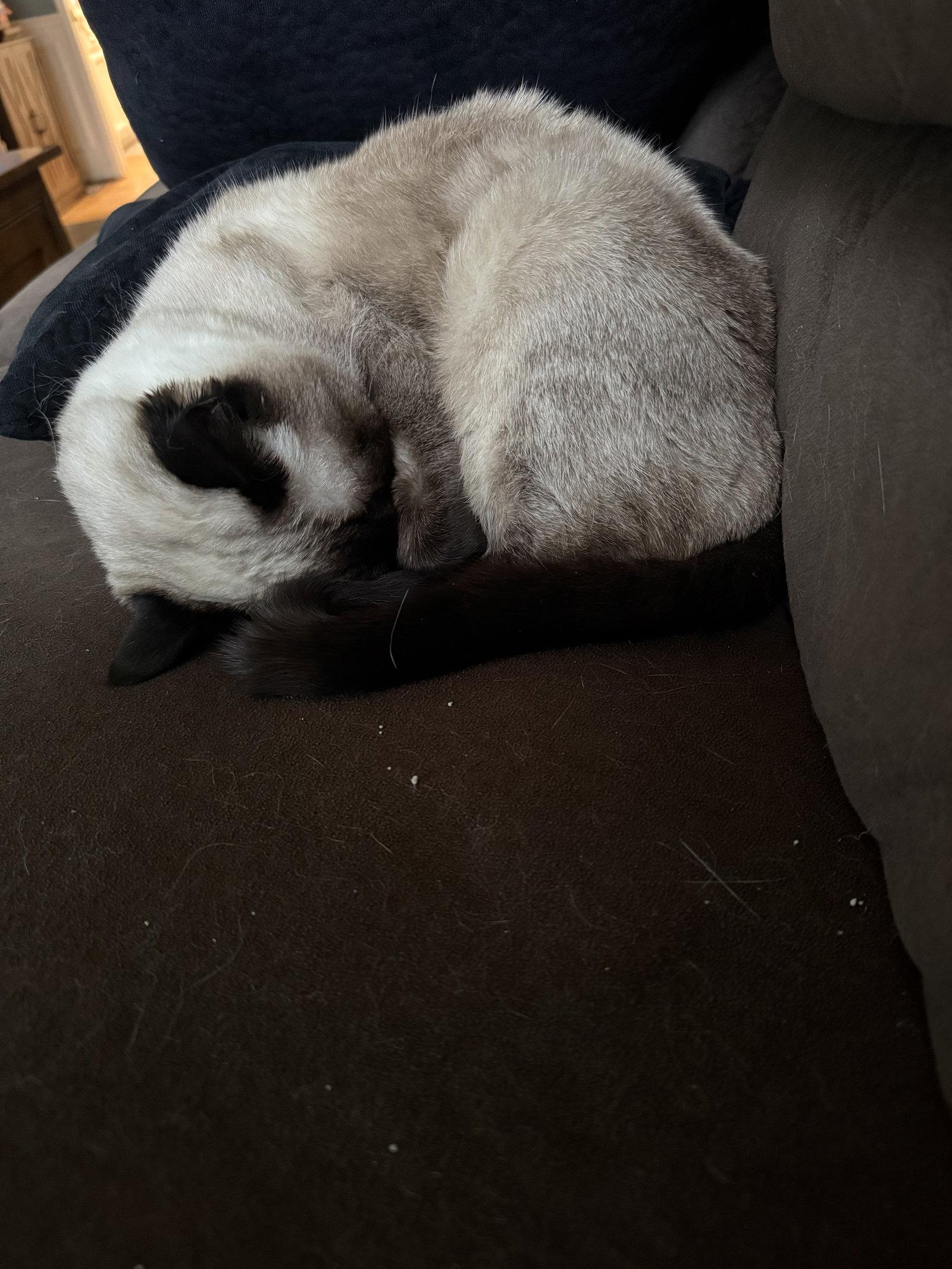 BRUCE #1960 - Offered by Owner - Siamese Mix, a Adopted Siamese in Hillsboro, OR image 2/3
