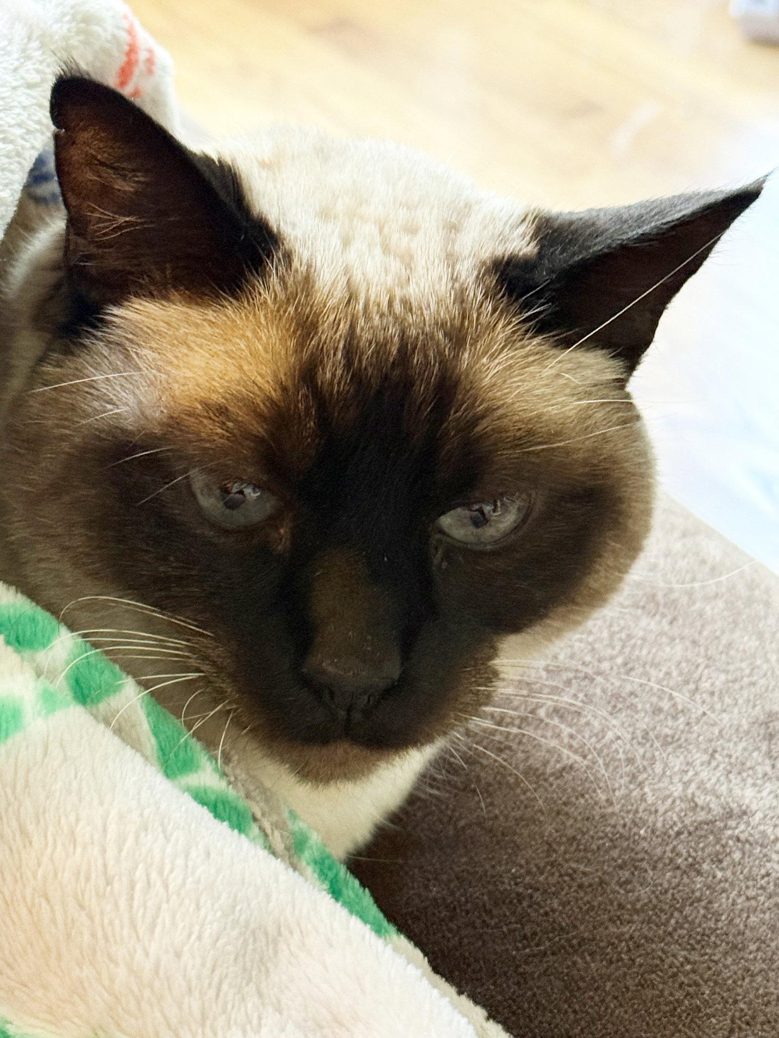 BRUCE #1960 - Offered by Owner - Siamese Mix, a Adopted Siamese in Hillsboro, OR image 3/3