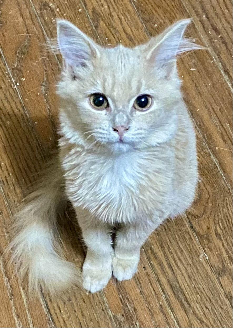 Toffee, Adopted, Kitten Female Domestic Long Hair.