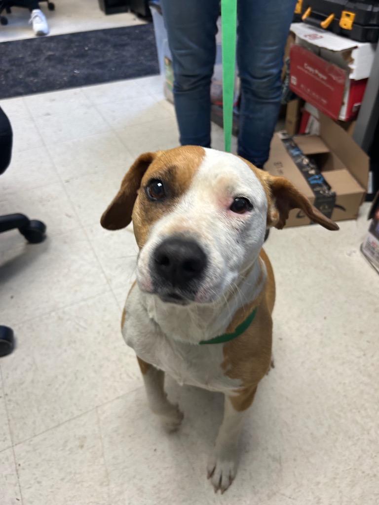 Blanche, Adoptable, Adult Female Mixed Breed.