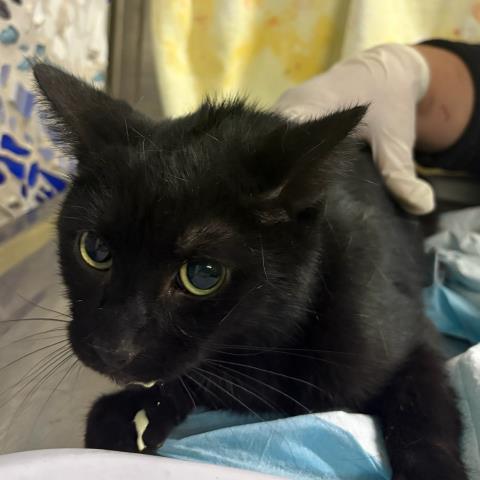 Enlarge ANDY, a Adoptable Domestic Short Hair in Pensacola, FL image 1/1