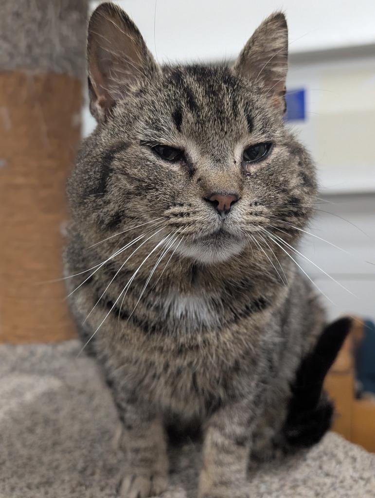 Marsh, Adoptable, Adult Male Domestic Short Hair.