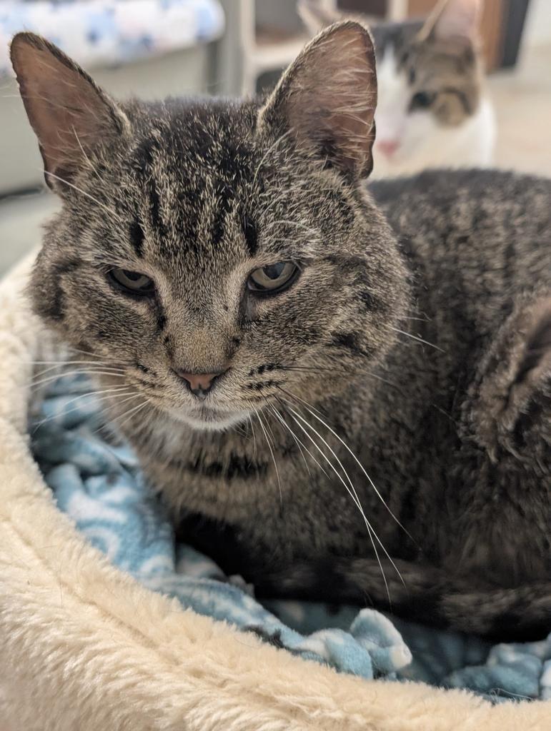 Marsh, a Adoptable mixed breed in Defiance, OH image 2/6