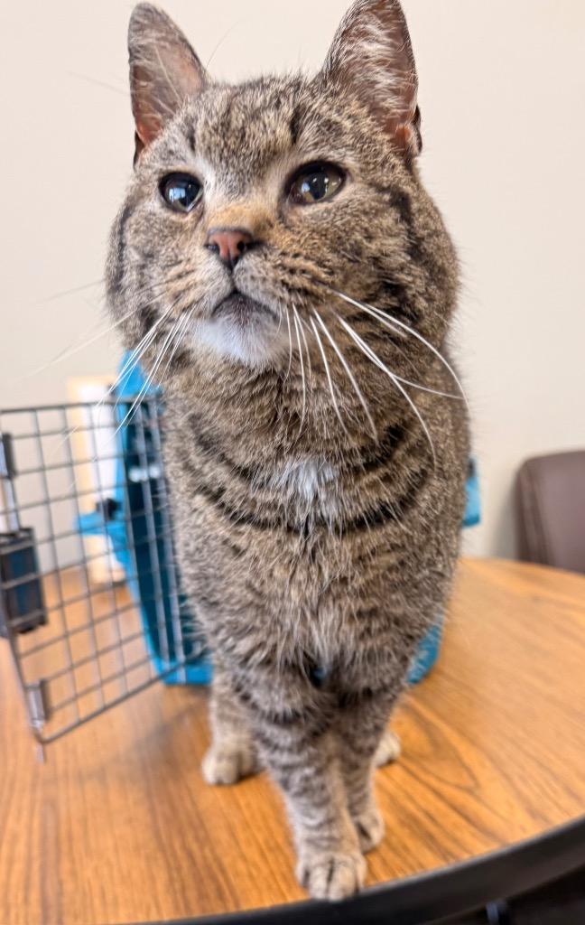 Marsh, a Adoptable mixed breed in Defiance, OH image 5/6