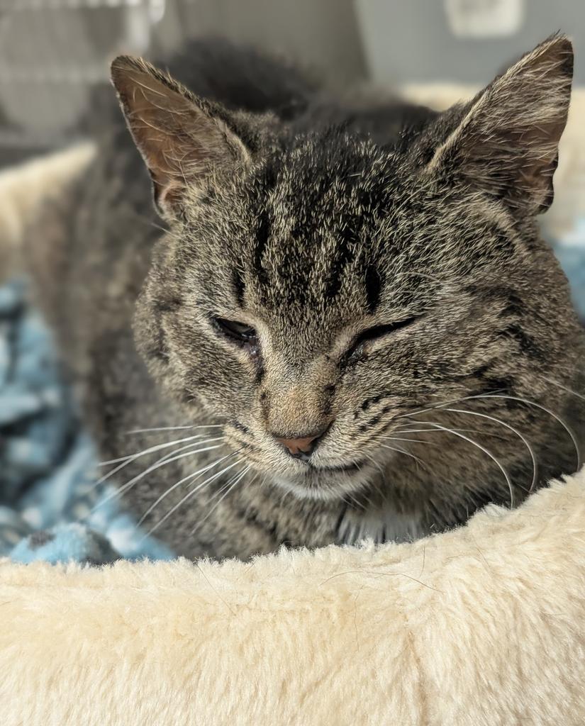 Marsh, a Adoptable mixed breed in Defiance, OH image 6/6