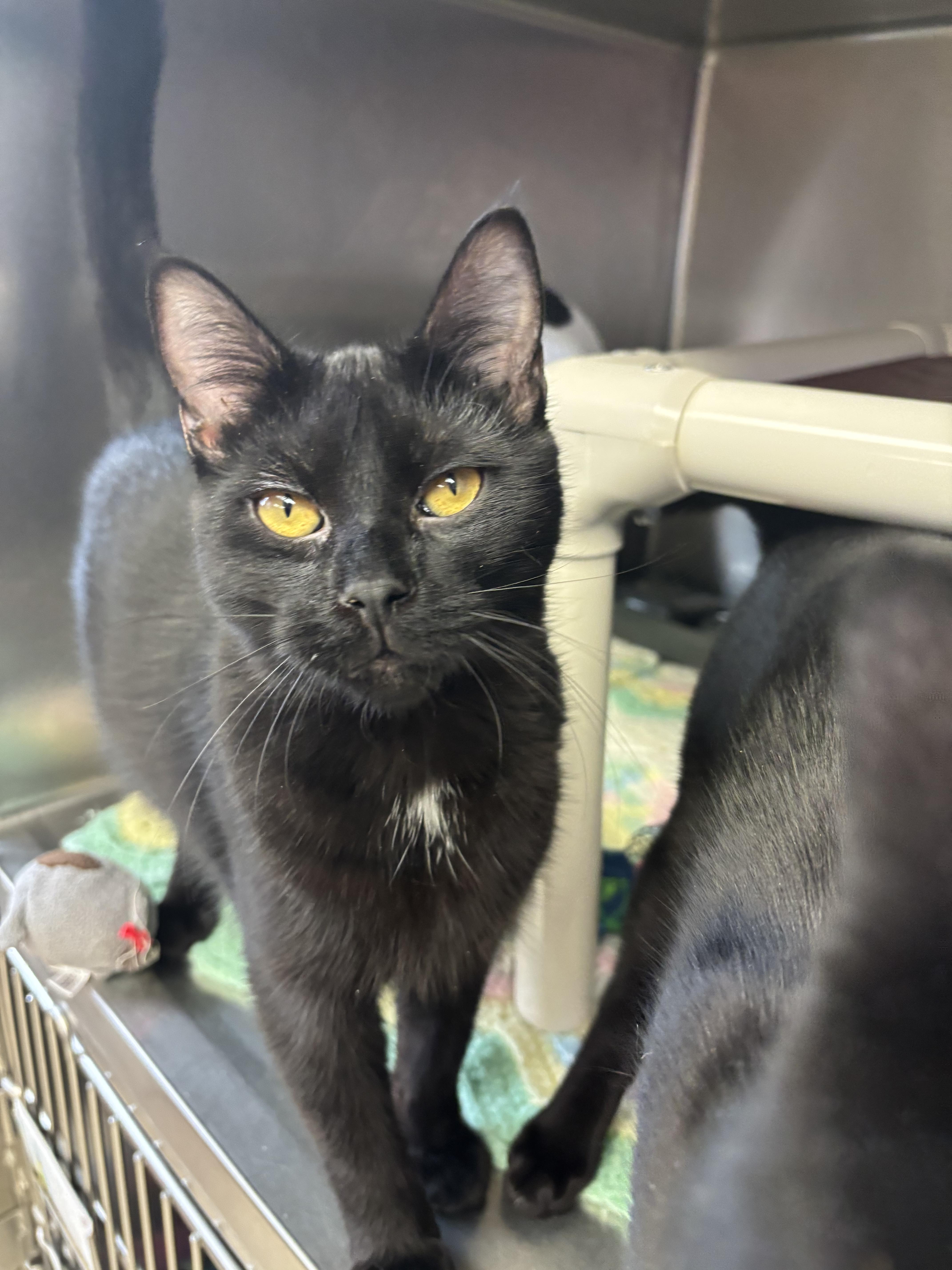 Samba, Adoptable, Young Male Domestic Short Hair.