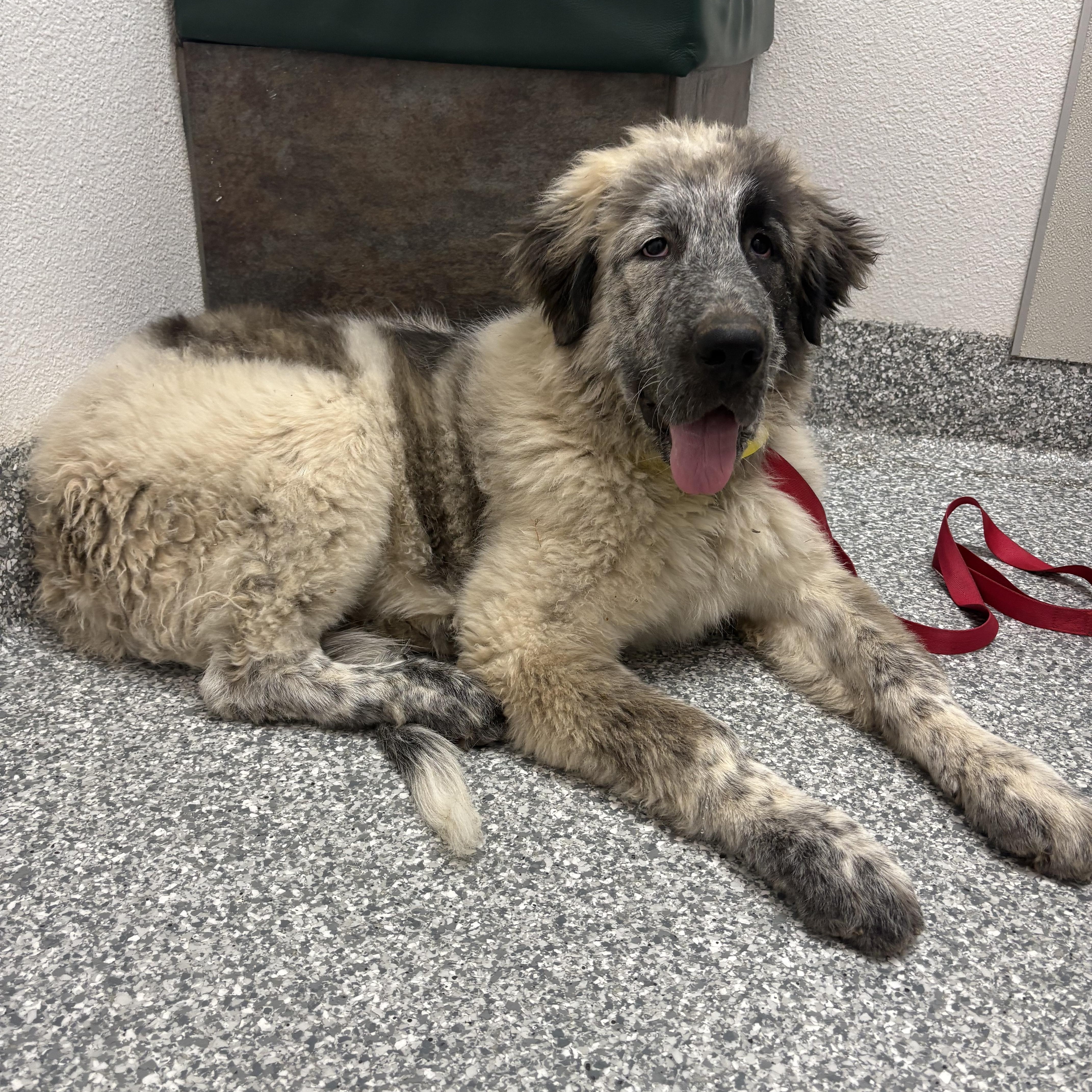 Biggie, a Adoptable mixed breed in Oakland, CA image 5/5