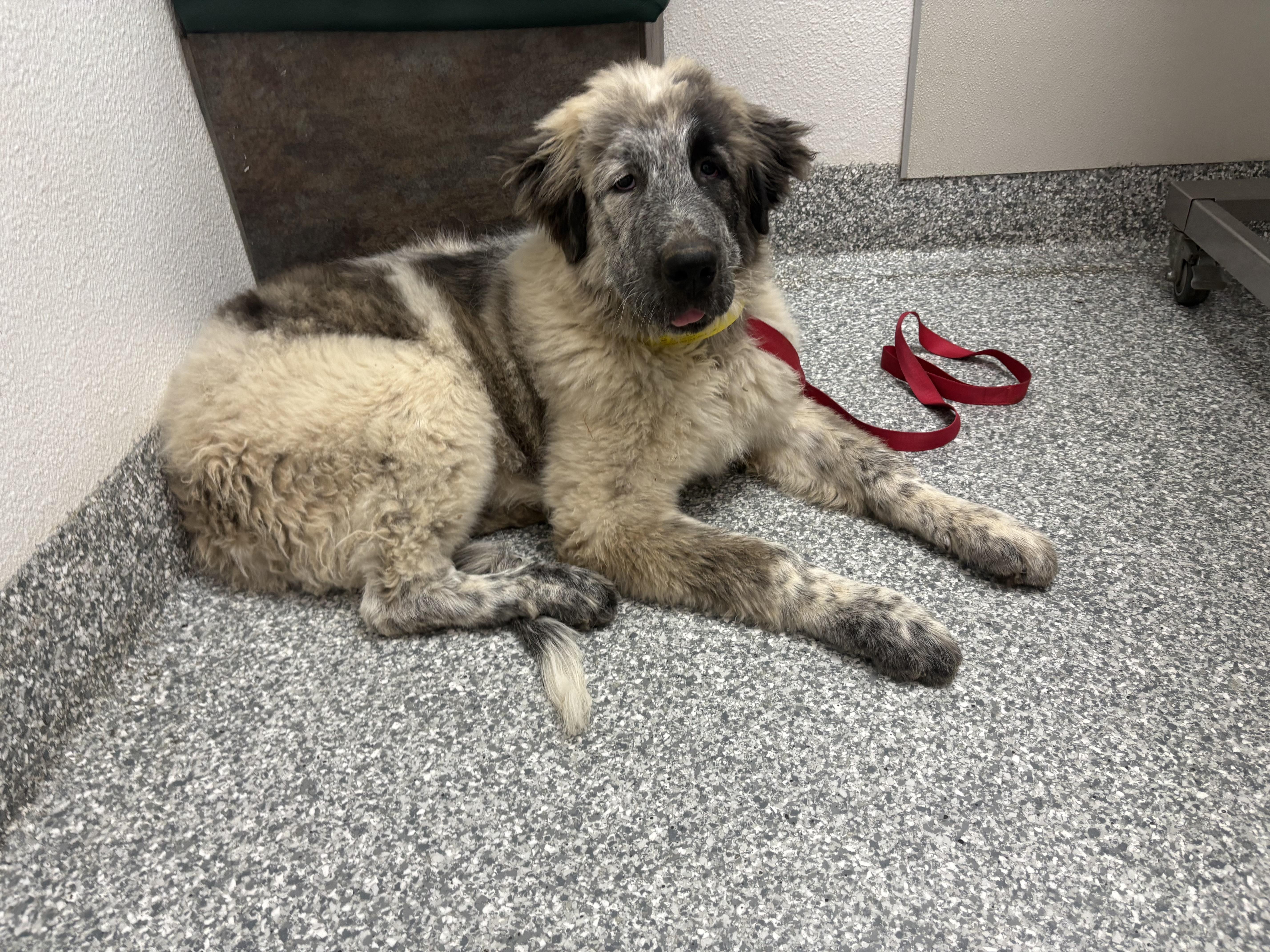 Biggie, a Adoptable mixed breed in Oakland, CA image 4/5