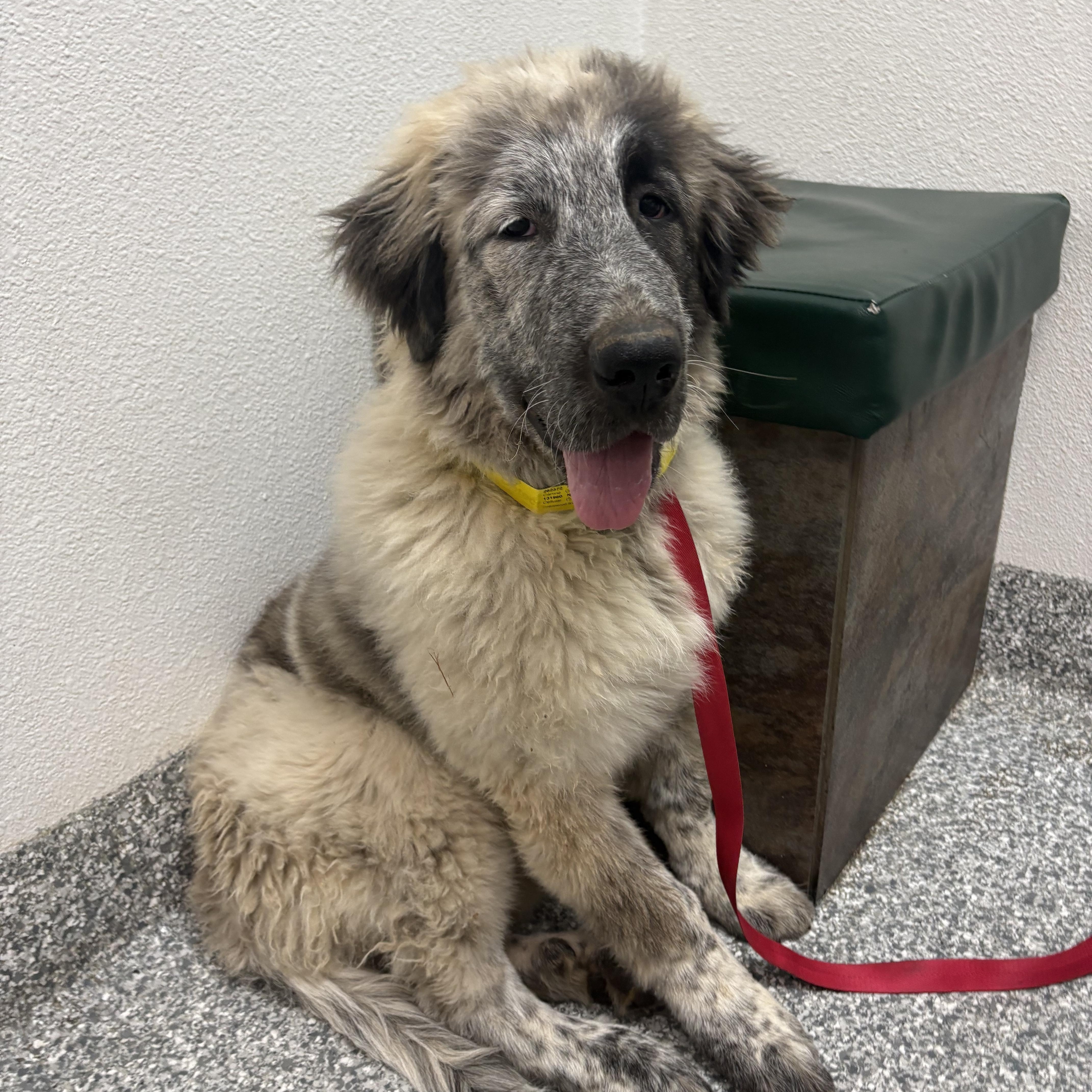 Biggie, a Adoptable mixed breed in Oakland, CA image 1/5