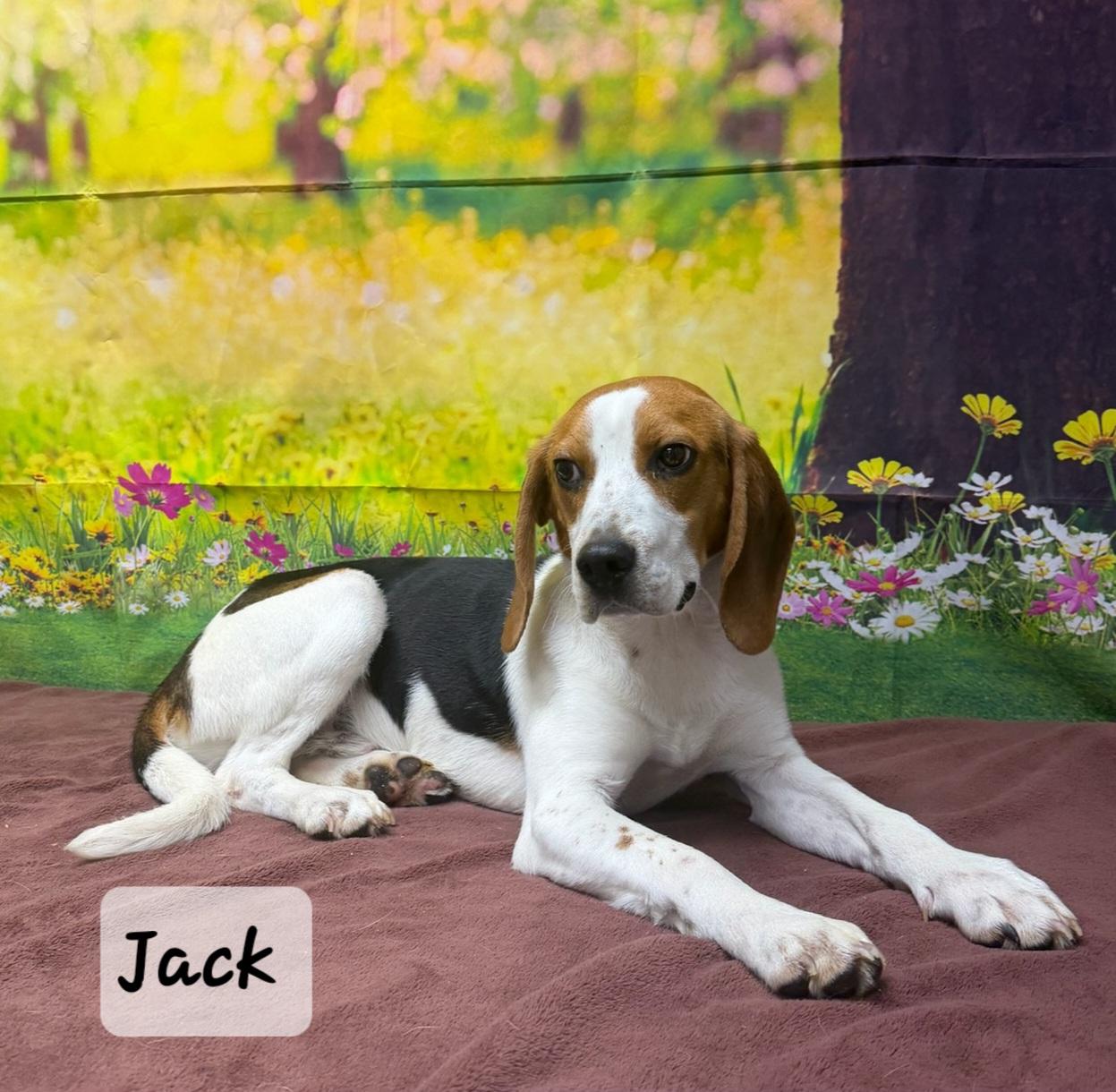 Jack, ADOPTABLE, Adult Male Beagle.